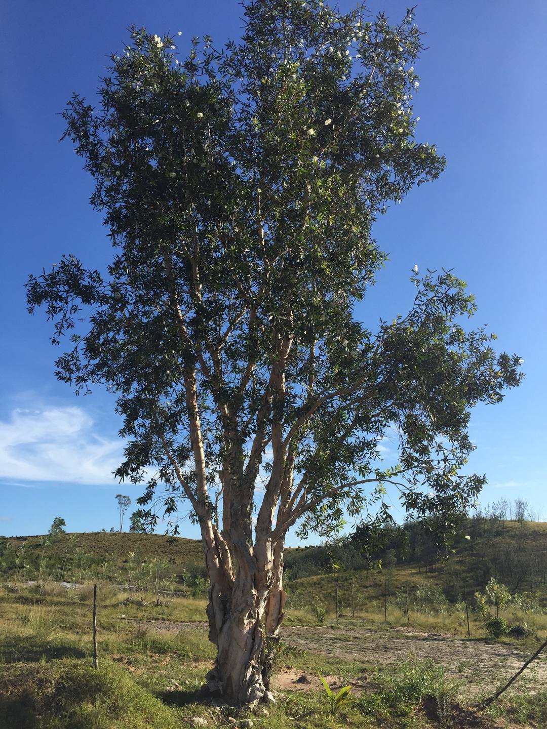 Niaouli : arbre en entier