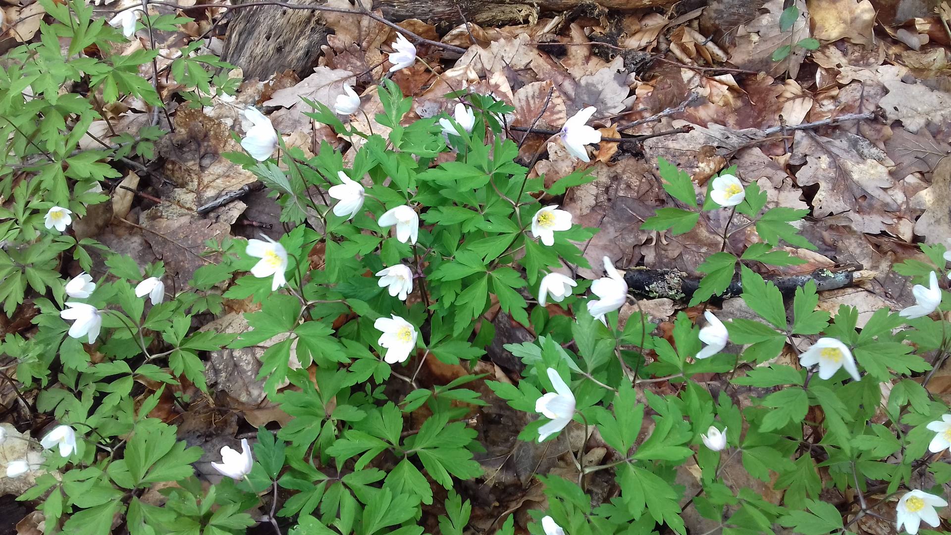 Anémones des Bois Vue d'ensemble