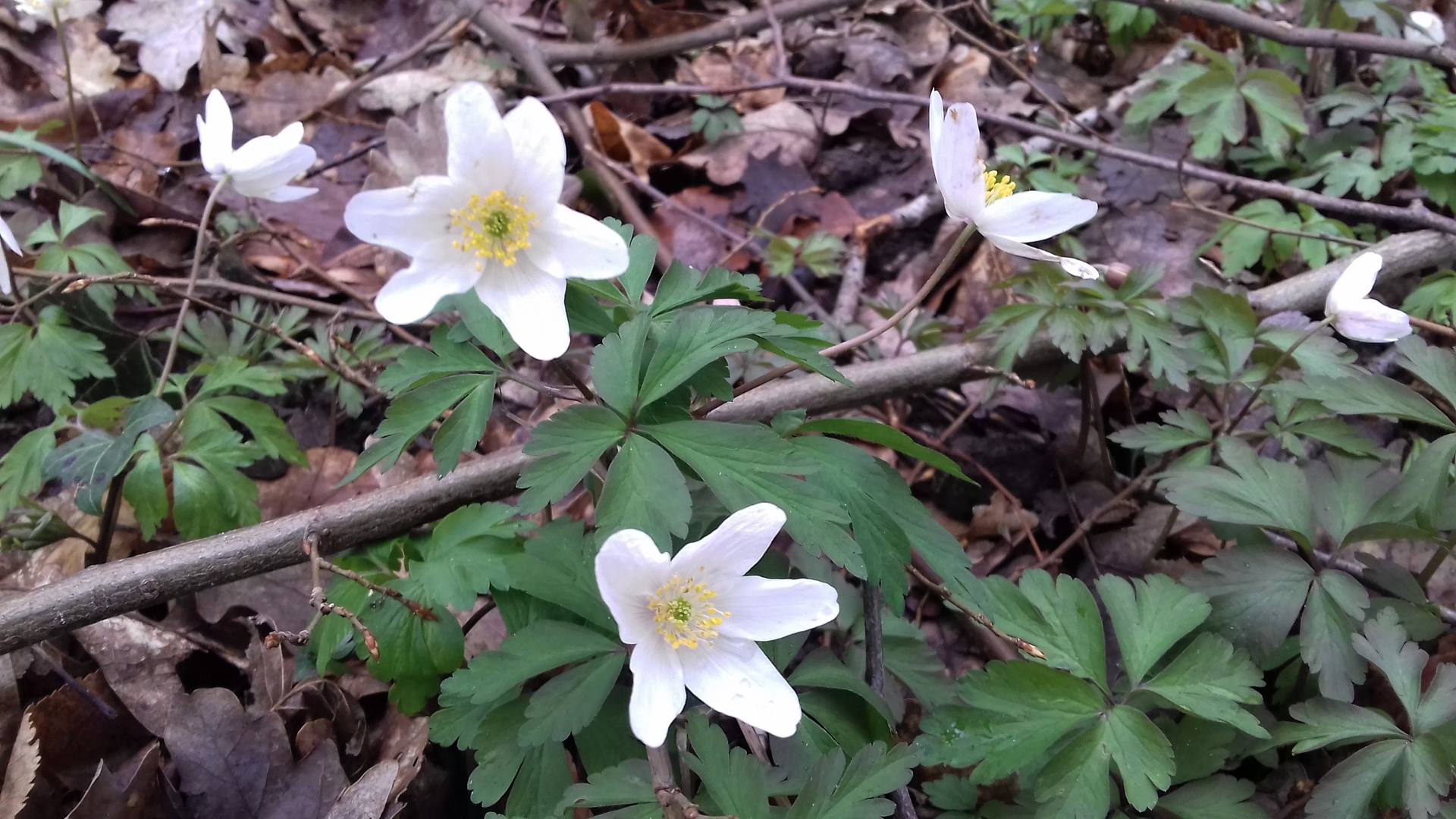 Anémones des Bois Vue rapprochée des fleurs