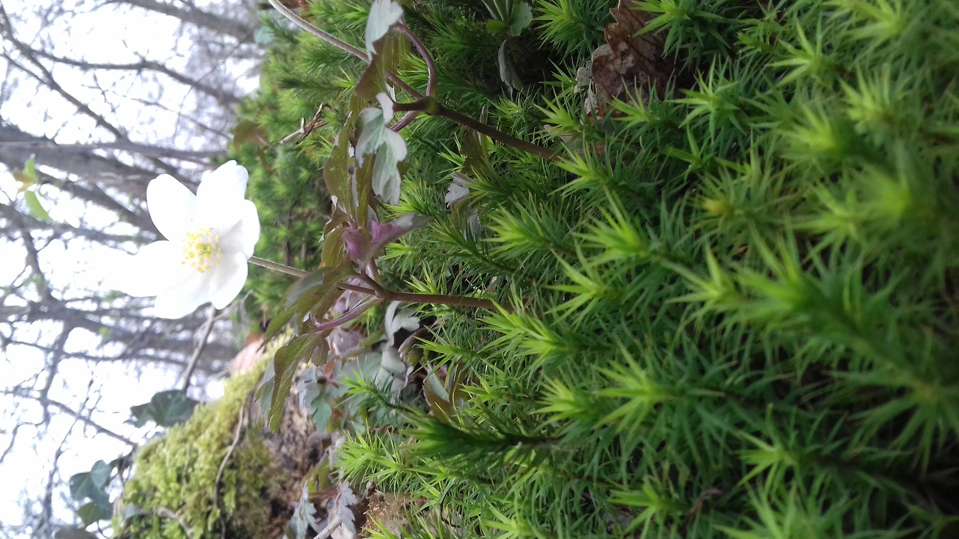 Anémones des Bois Vue de dessous tige