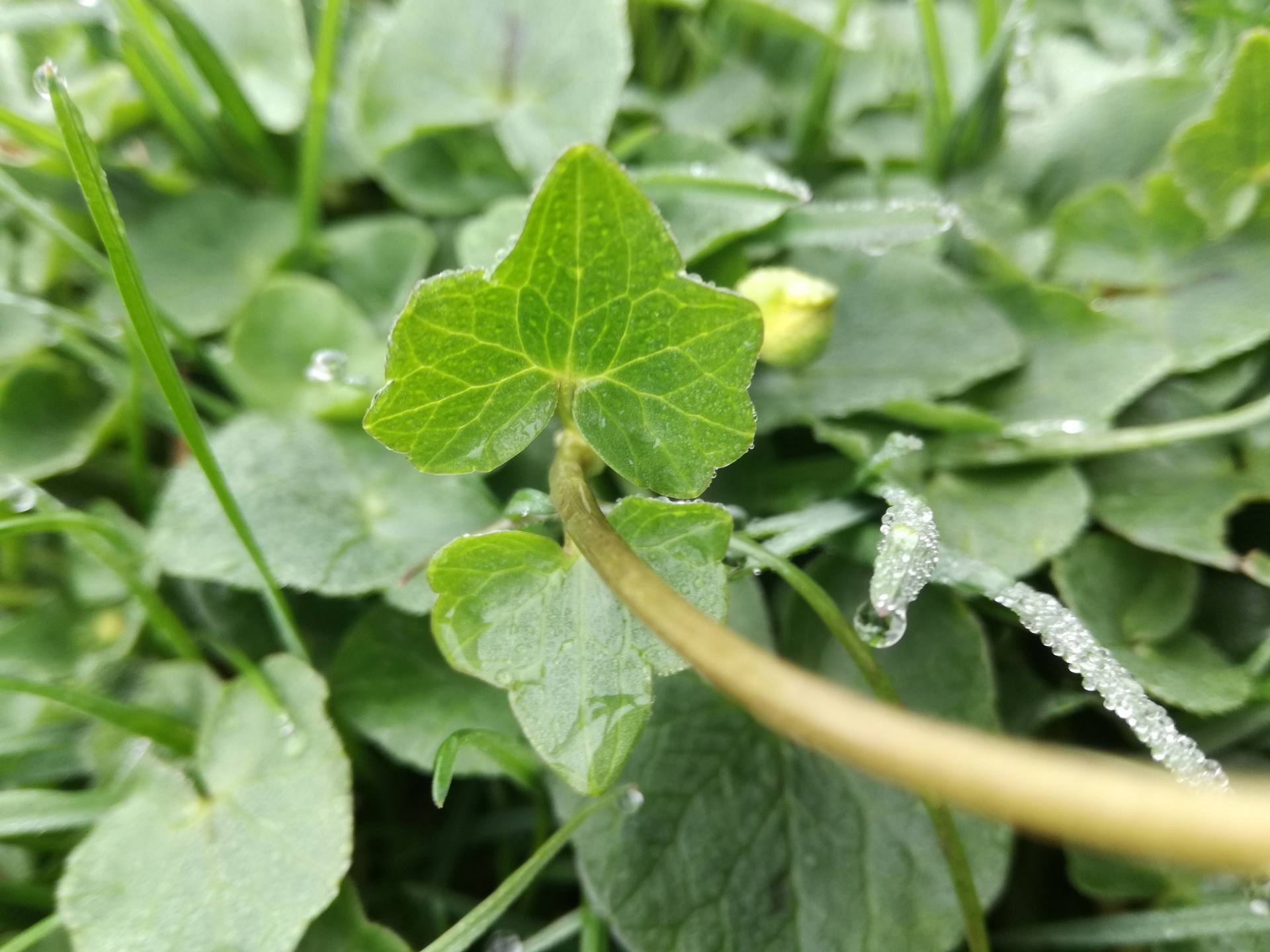 feuille de la ficaire