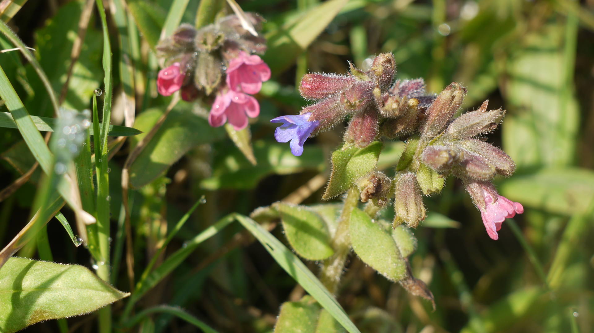 petite plante toute poilue, fleurs roses à violet en grappe, feuilles tachetées de blanc, hauteur de 10 à 15 cm; plante rarement seule, plusieurs individus au même endroit;