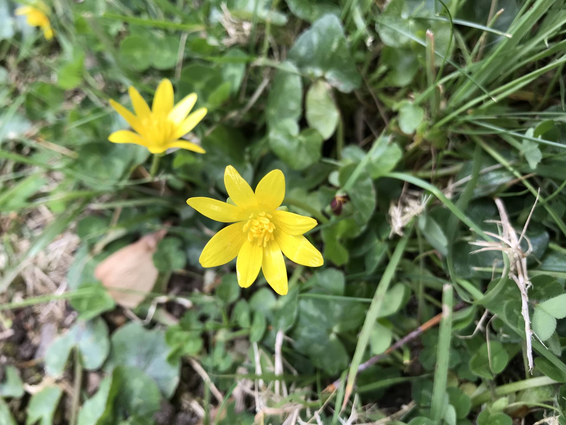Fleurs jaune d'or 8 pétales