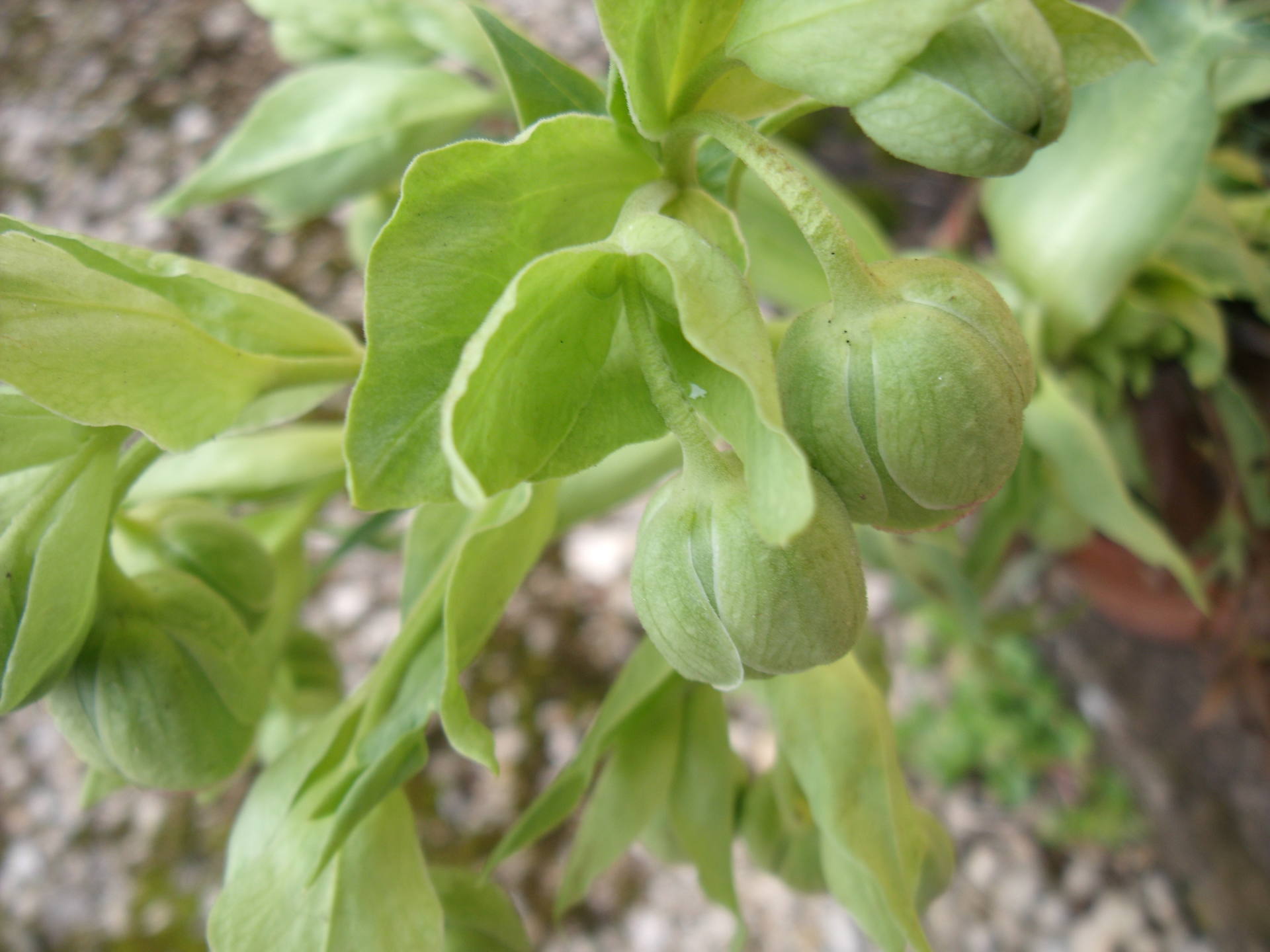 Helleborus fetidus en entier et fleur agrandie