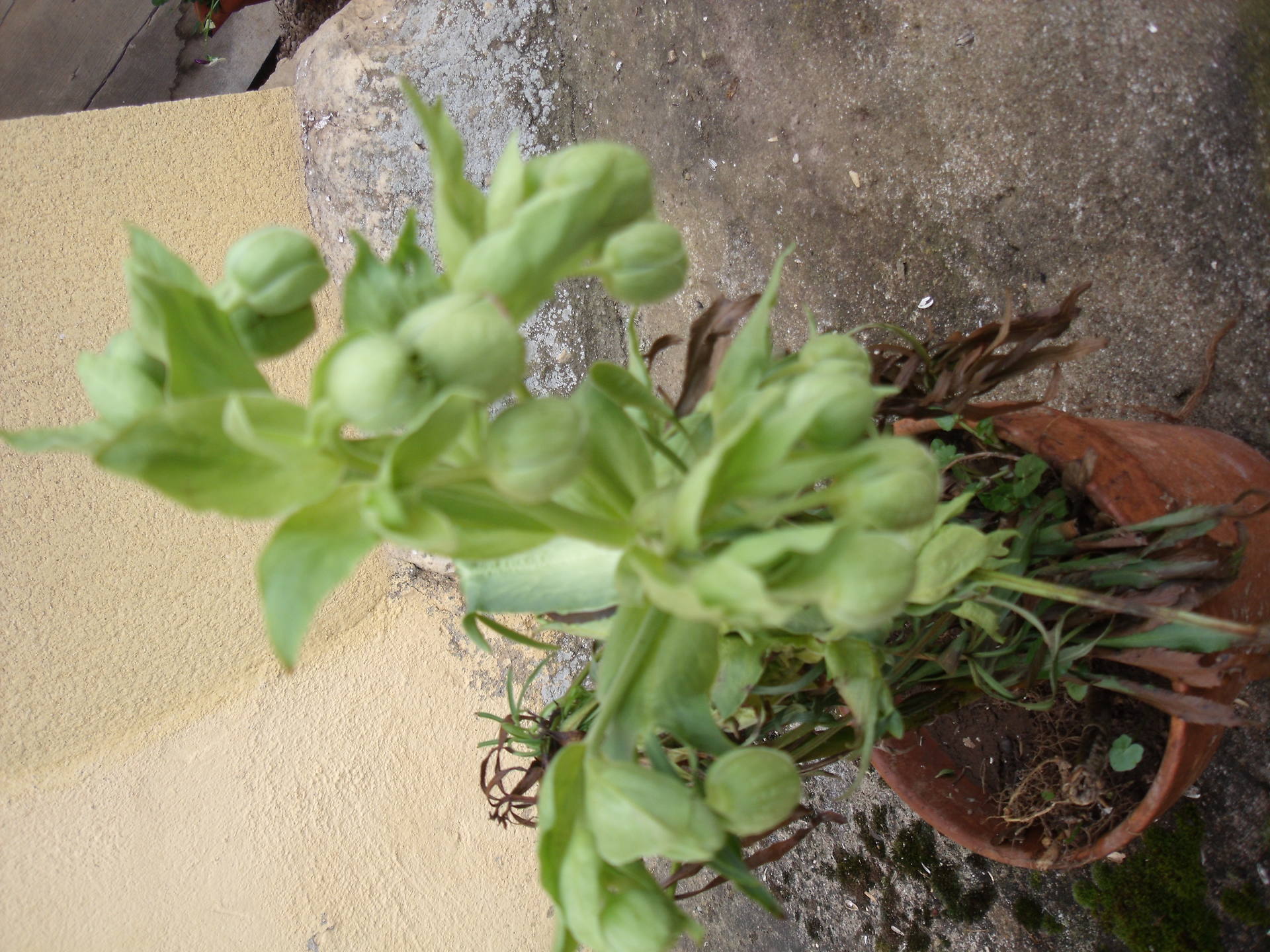 helleborus fetidus  famille des Hellébores