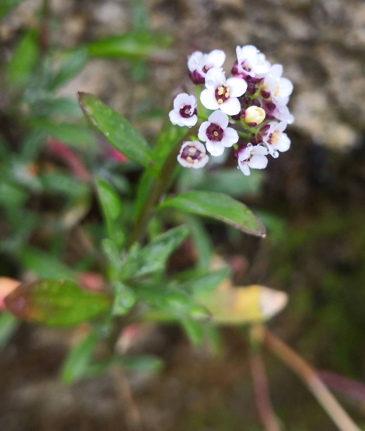 Plante à petites fleurs blanches au cœur violet