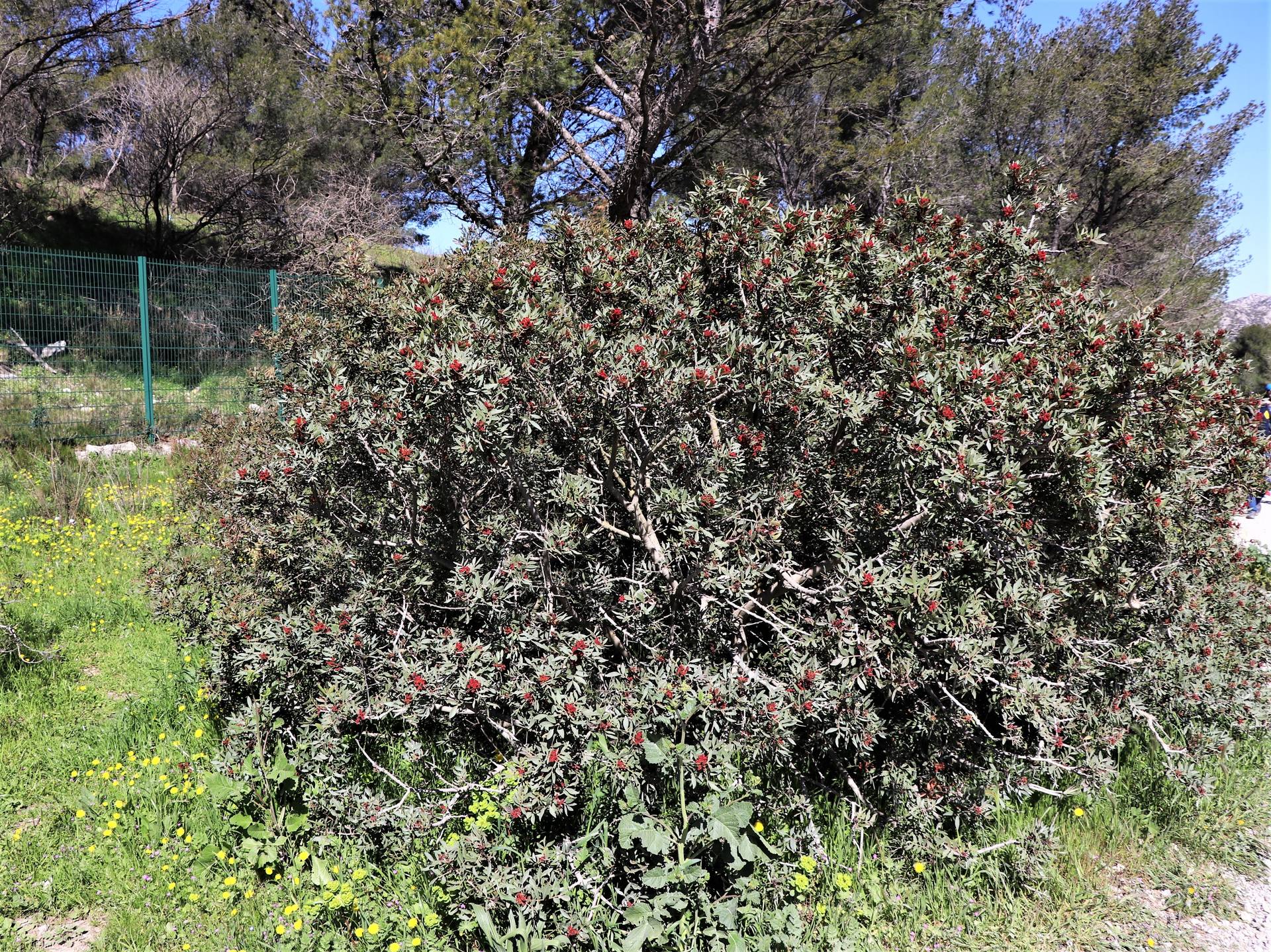 Lentisque pistachier vue d'ensemble