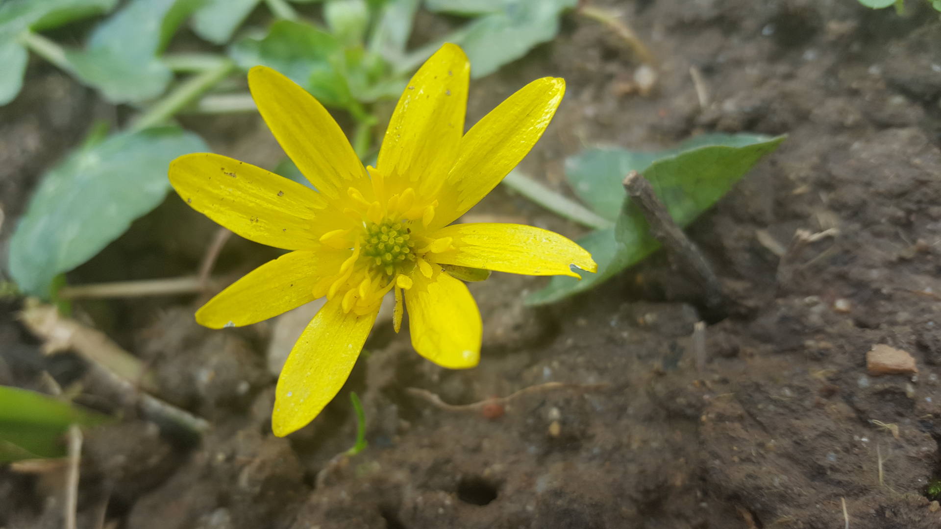 gros plan de la fleur