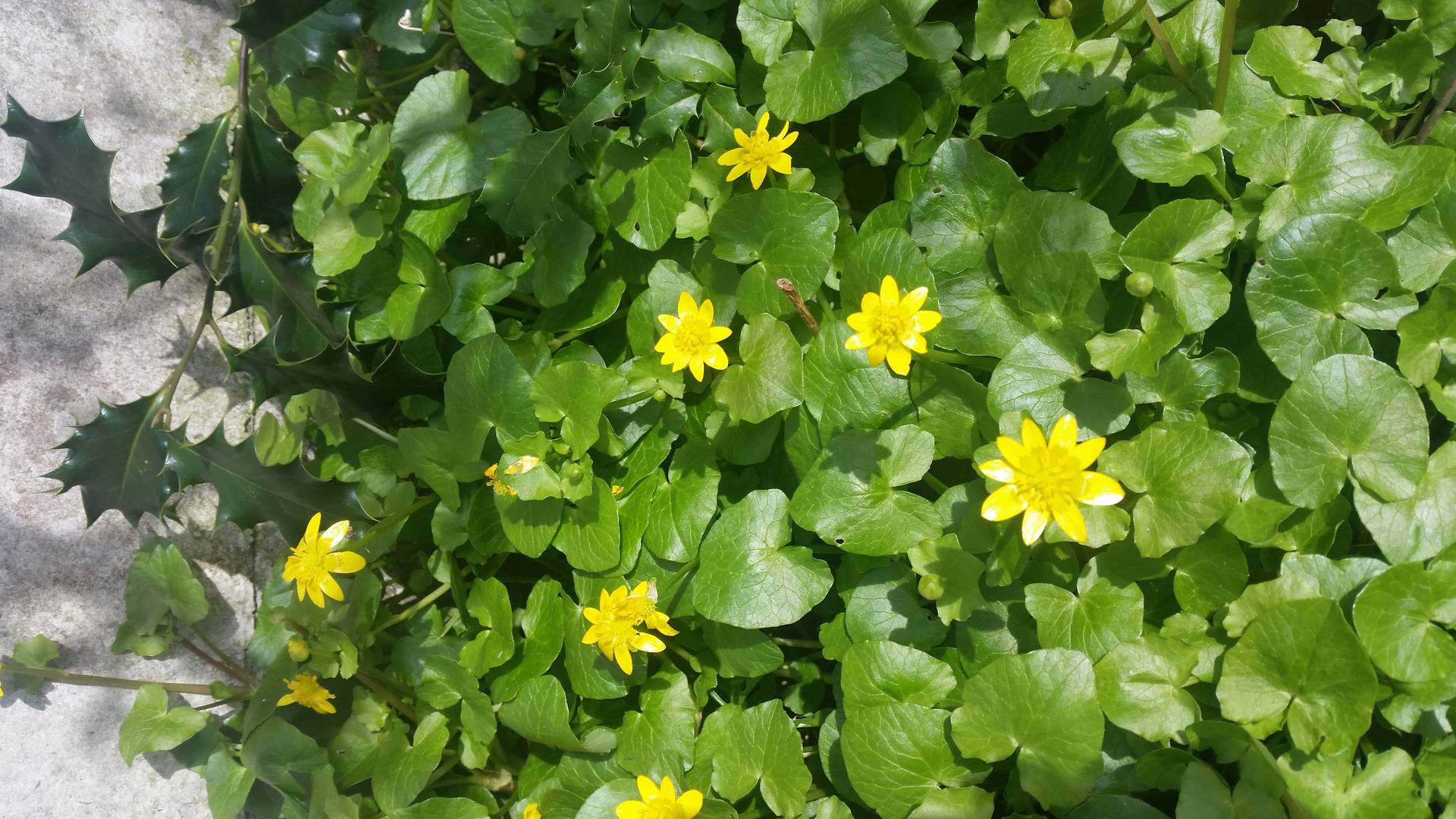 Ficaria verna plan général