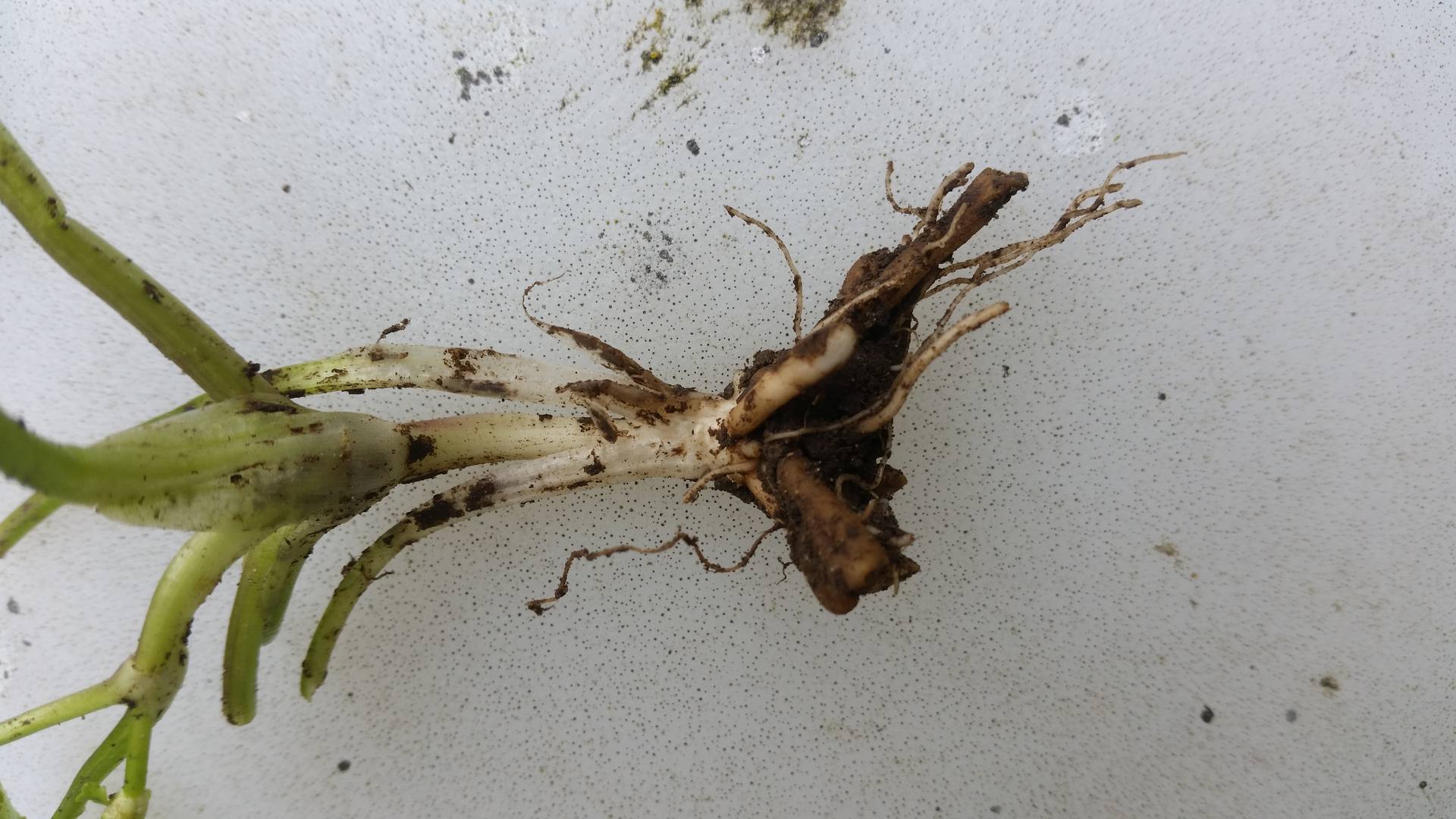 Ficaria verna racine