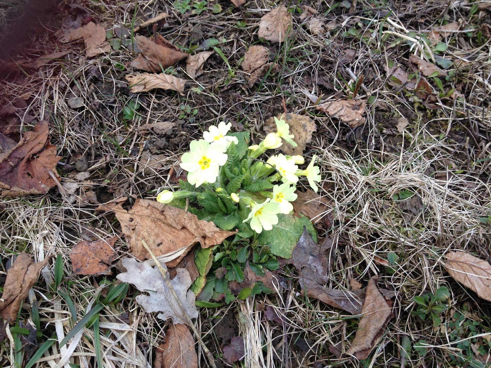 Primevère émergent dans une prairie quelques jours après la fonte des neiges