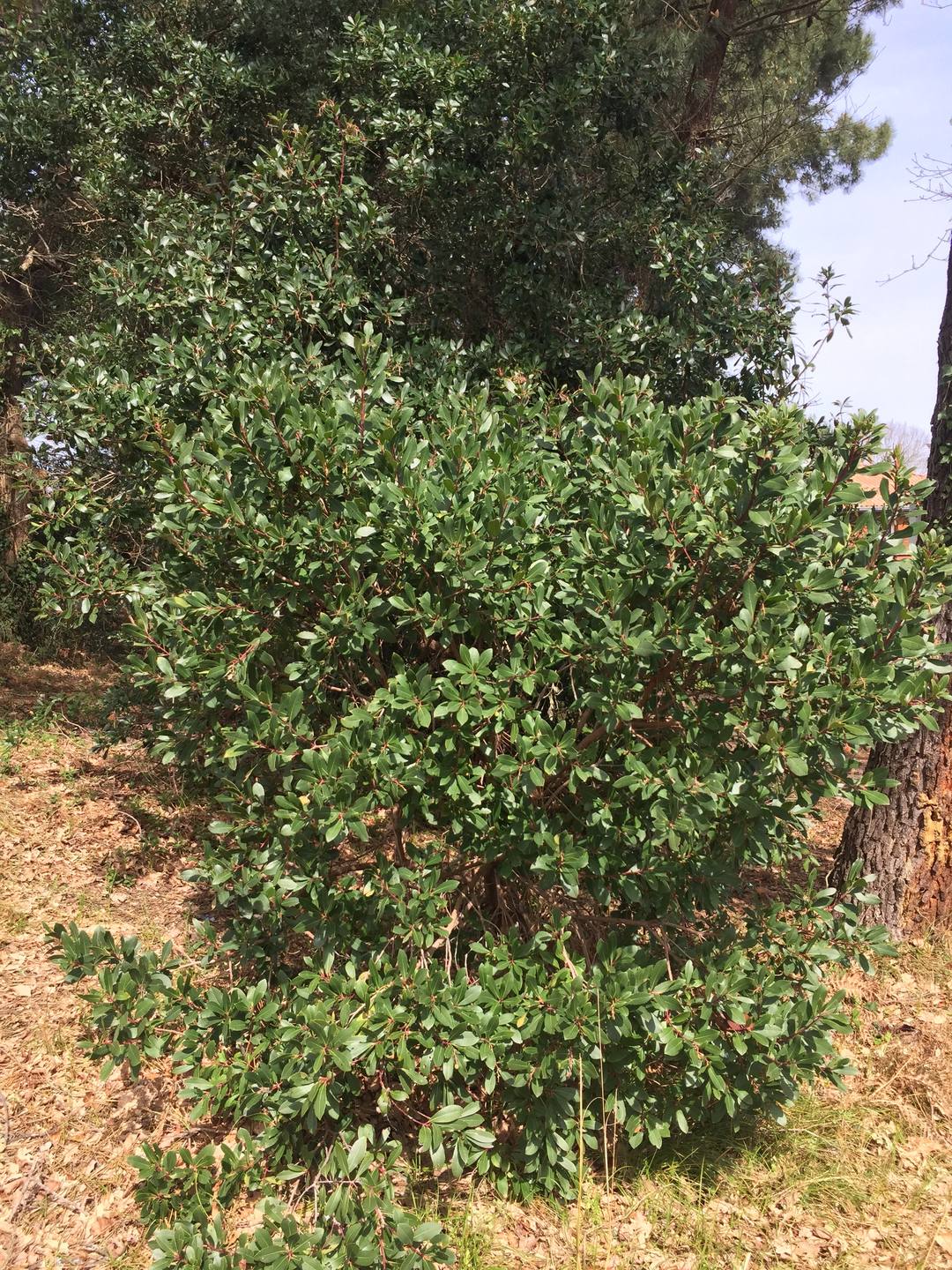 Arbousier, vue d'ensemble