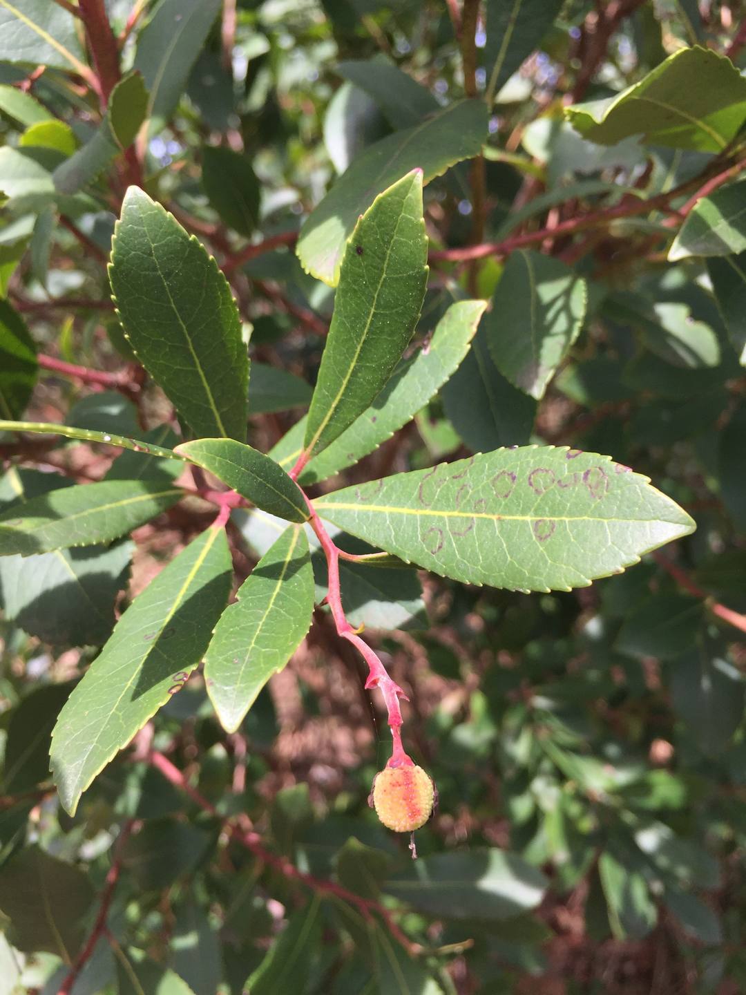 Arbouse et feuillage