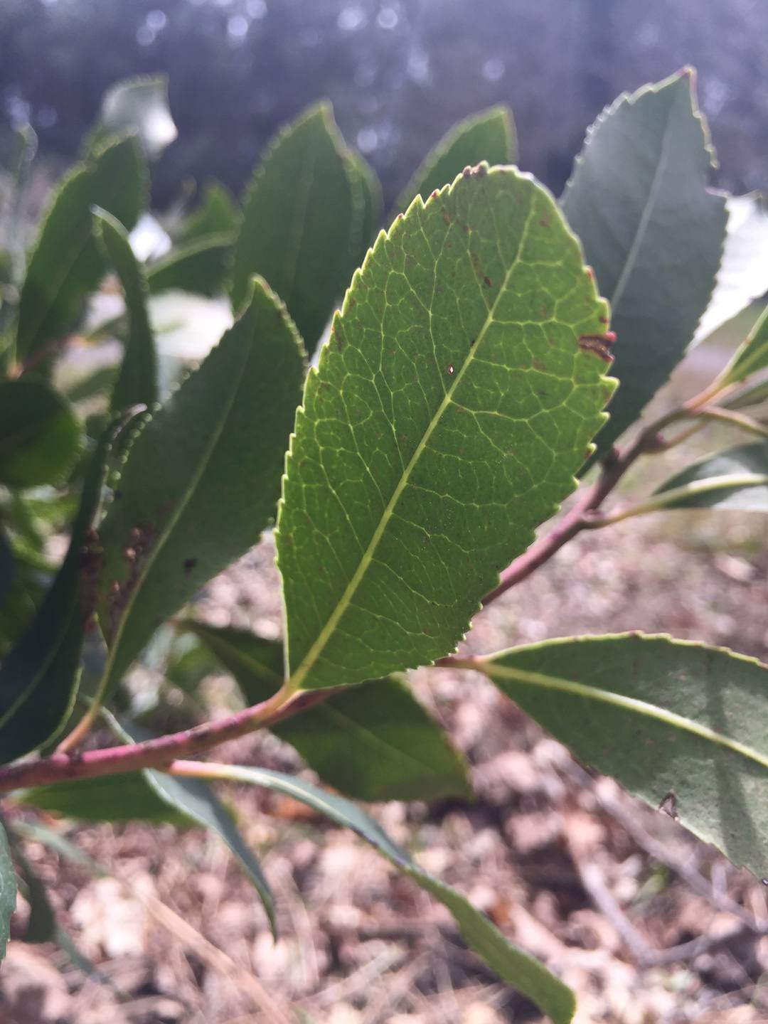 Tige et envers de feuilles d'arbousier