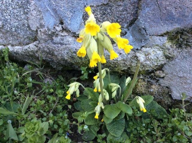 Primevère officinale vue globale