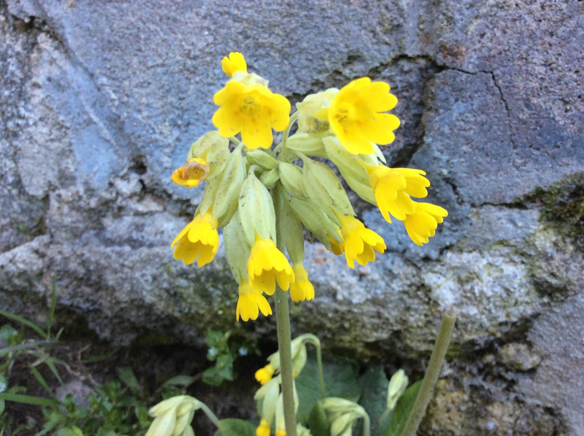 Primevère officinale vue rapprochée des fleurs