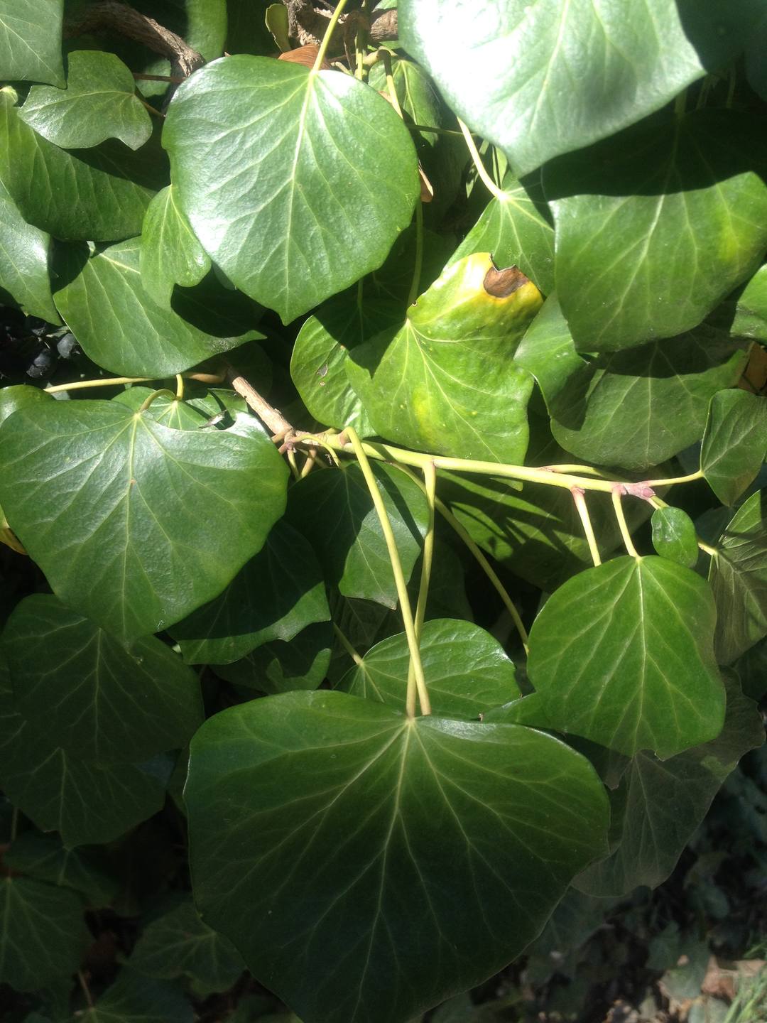 lierre grimpant feuilles