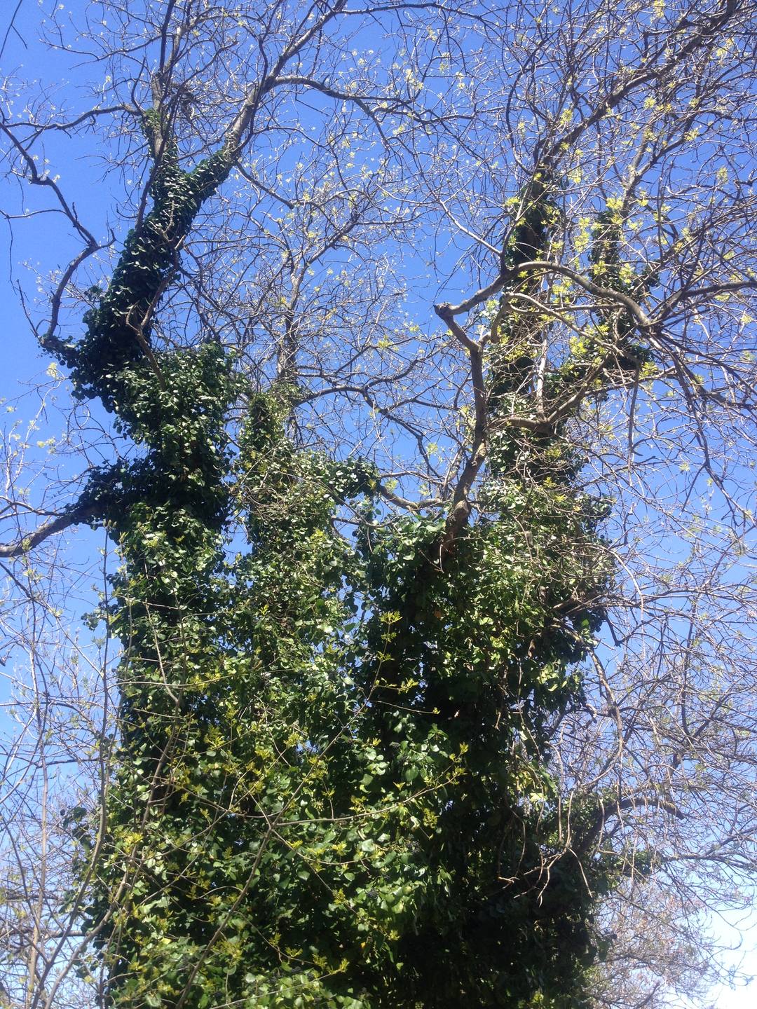 lierre grimpant feuilles