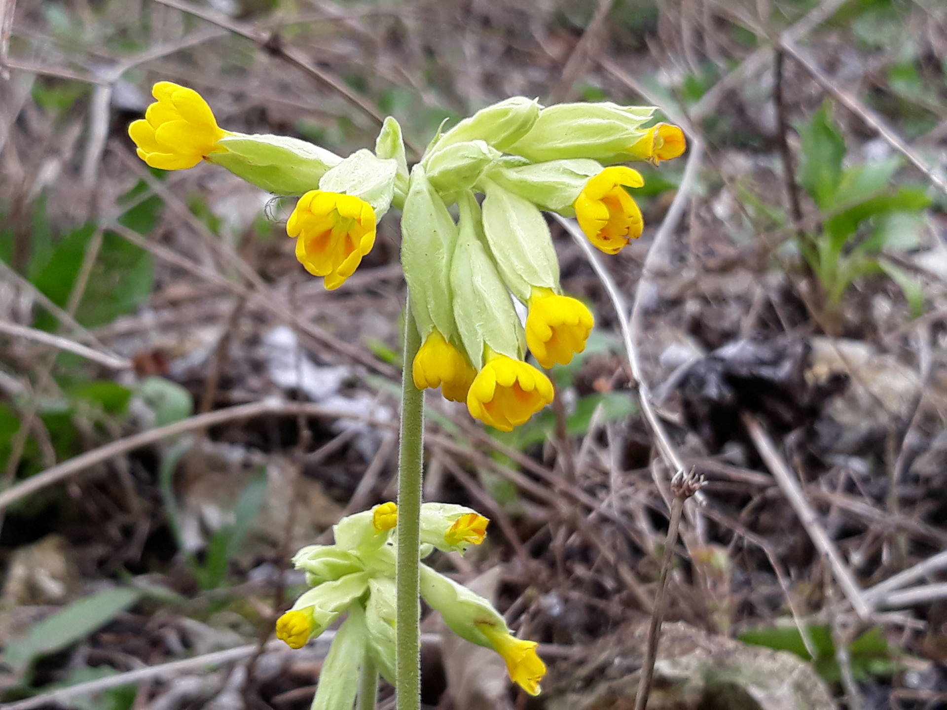 Bractée de Primevère officinale