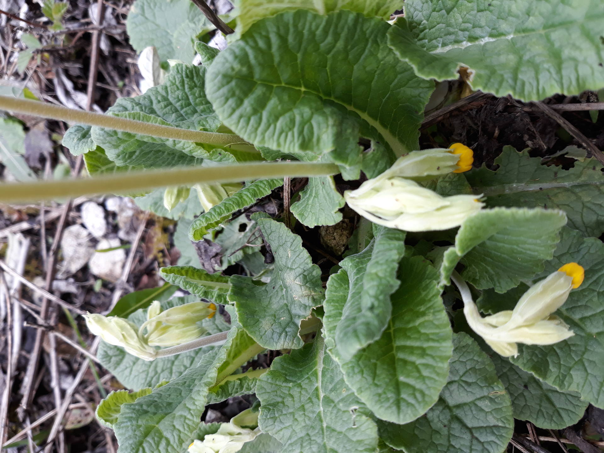 Feuilles de Primevère officinale