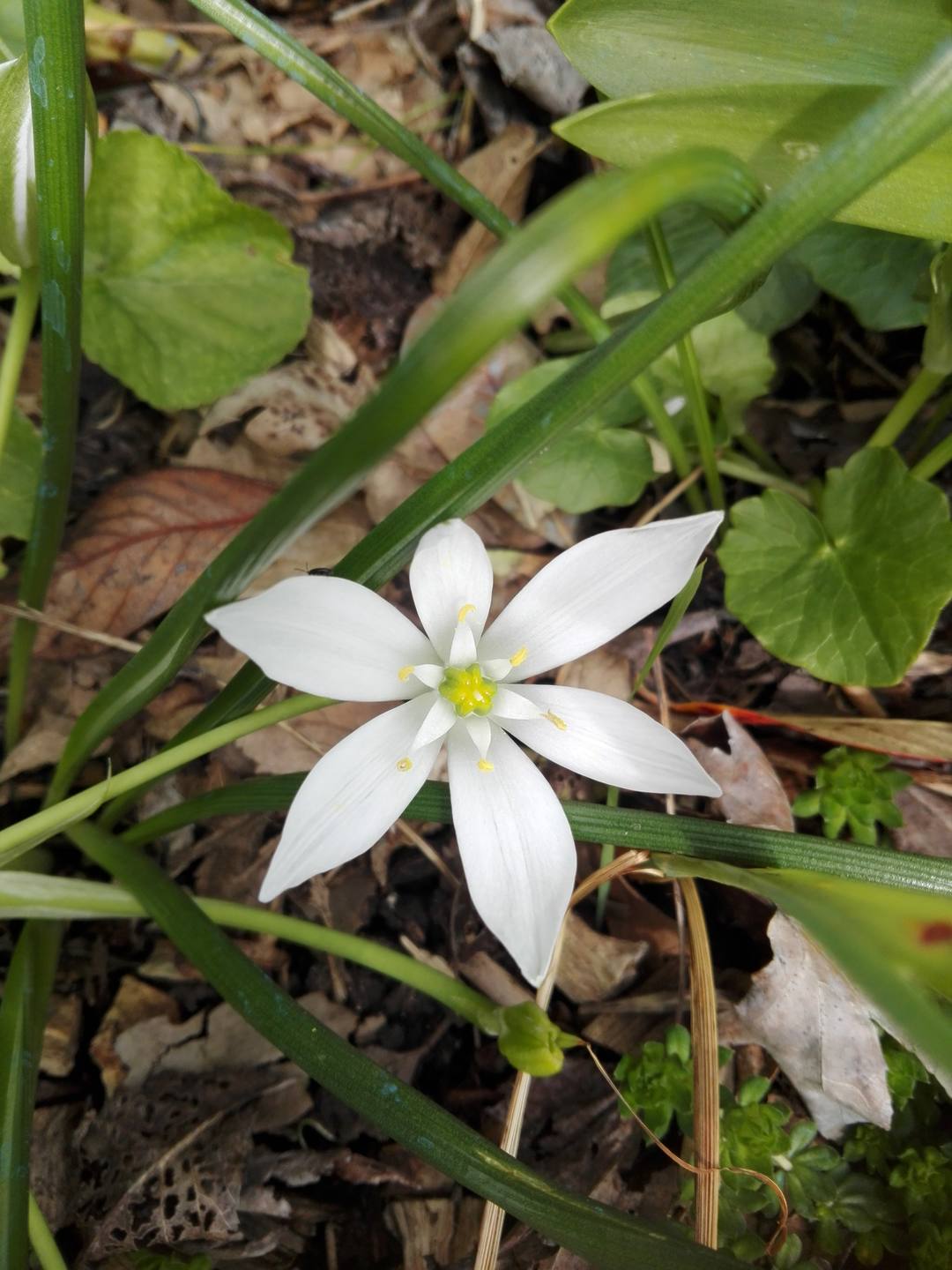 Voyez comme les  étamines aplaties donnent l'idée d'une 2ème fleur au coeur de la première !