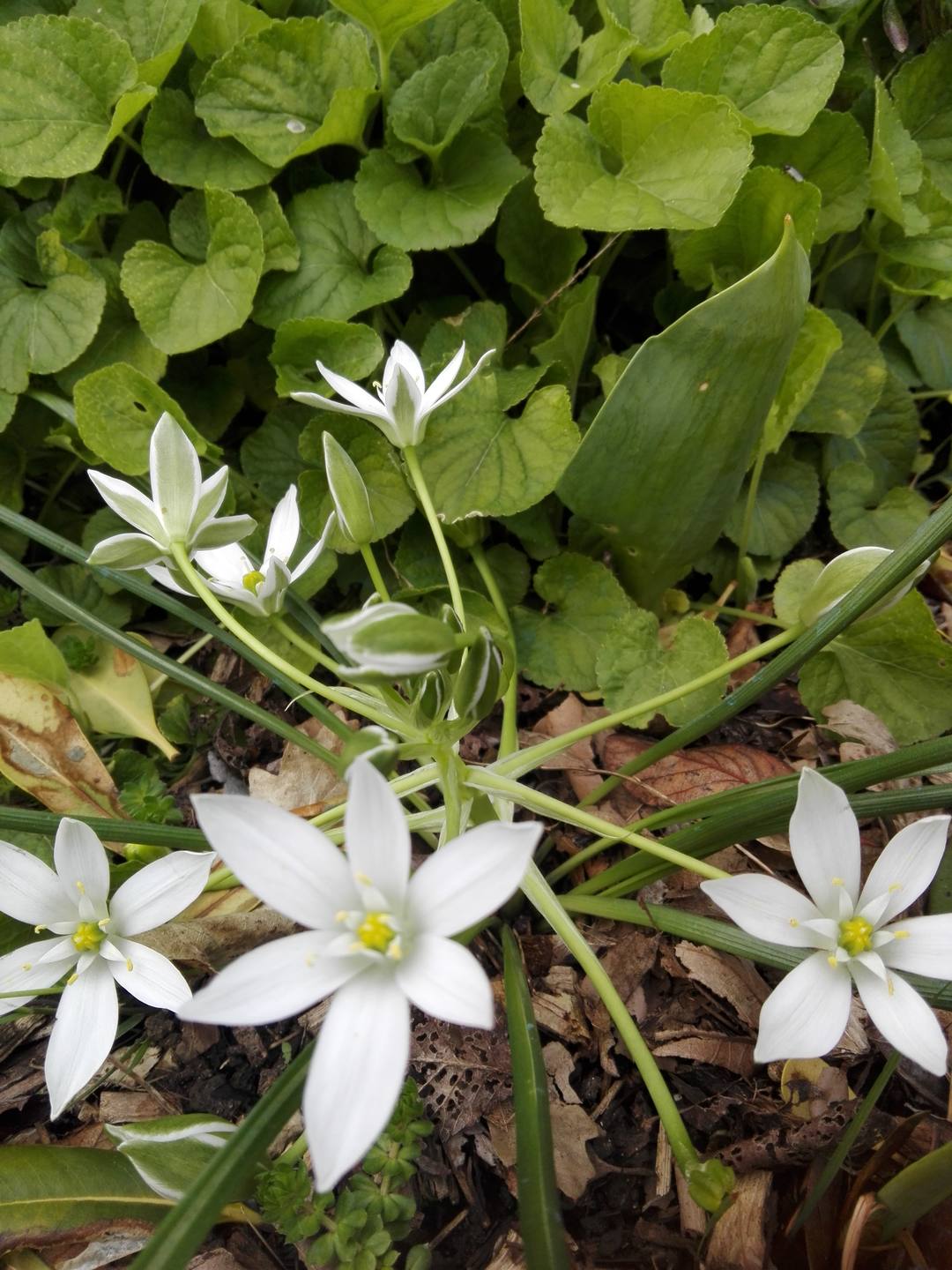 Une fleur, au centre, est déjà refermée. Le revers des pétales est vert.