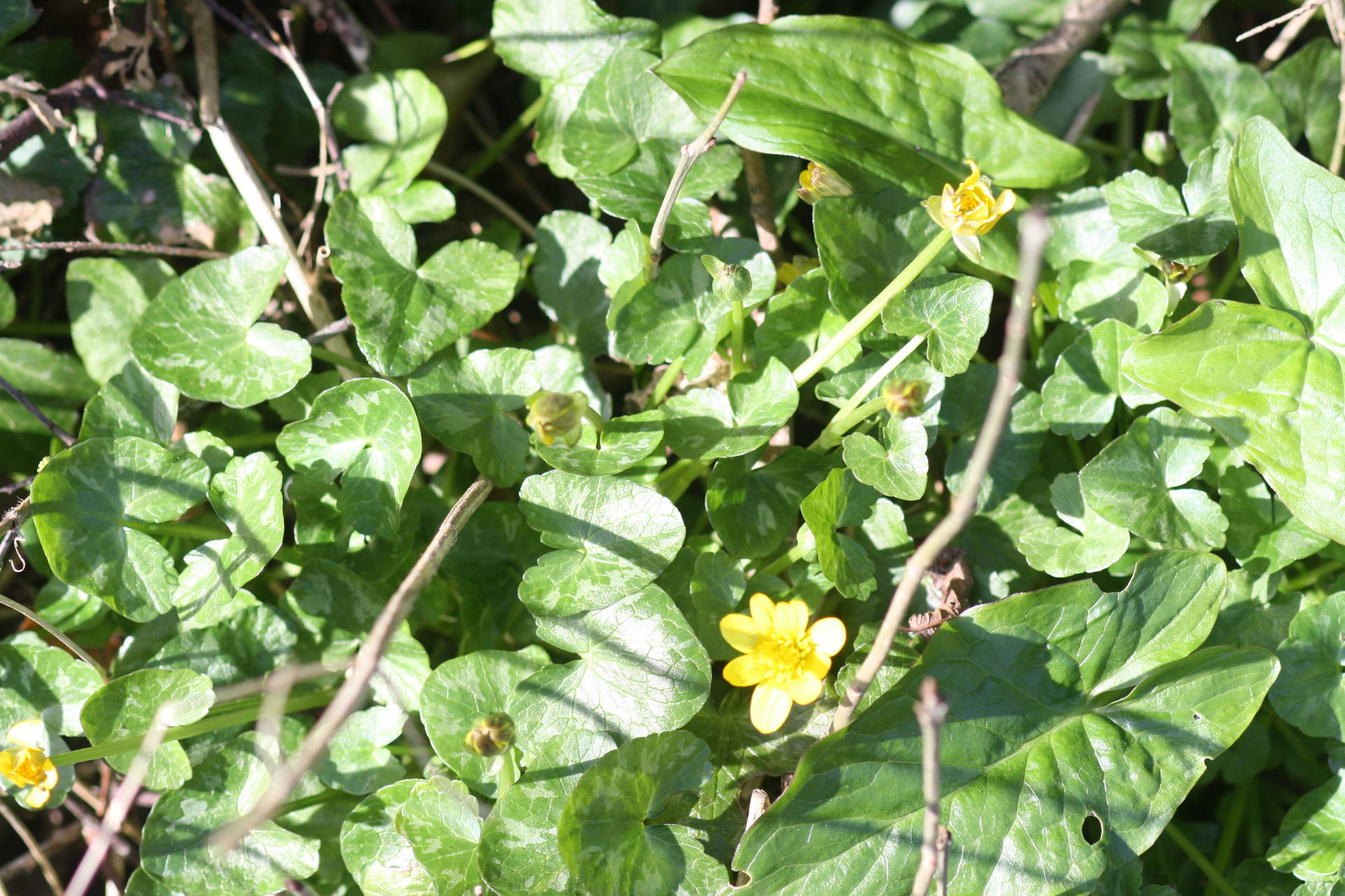 petite fleur jaune qui ressemble au bouton d'or, avec des feuilles en forme de coeur
