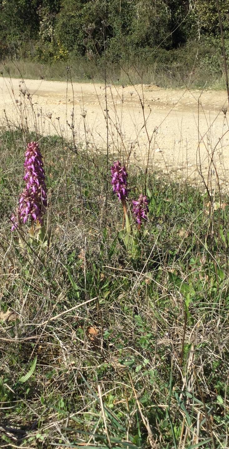 Orchidée dans son environnement