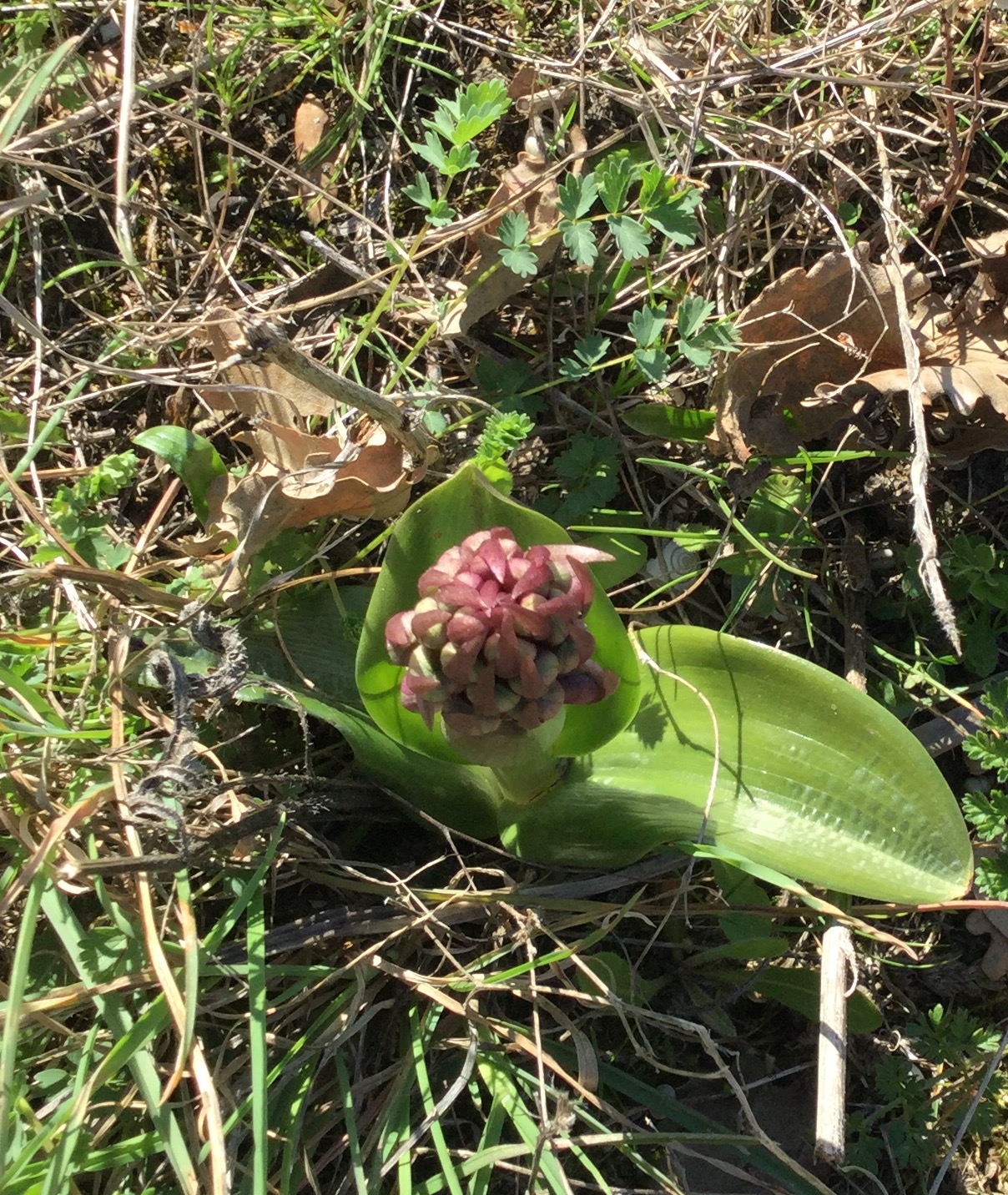 Petite orchidée deviendra grande...