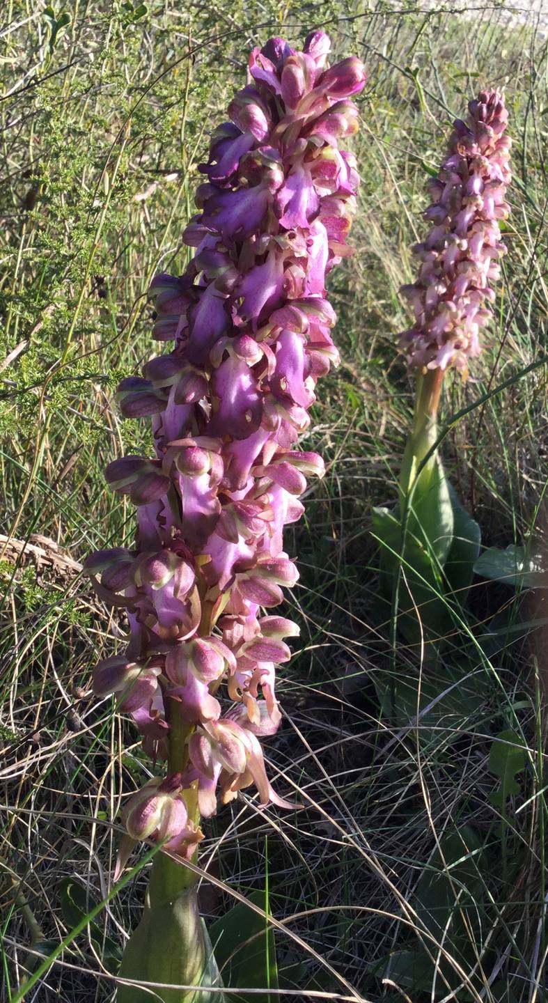 Inflorescence (?)  à maturité