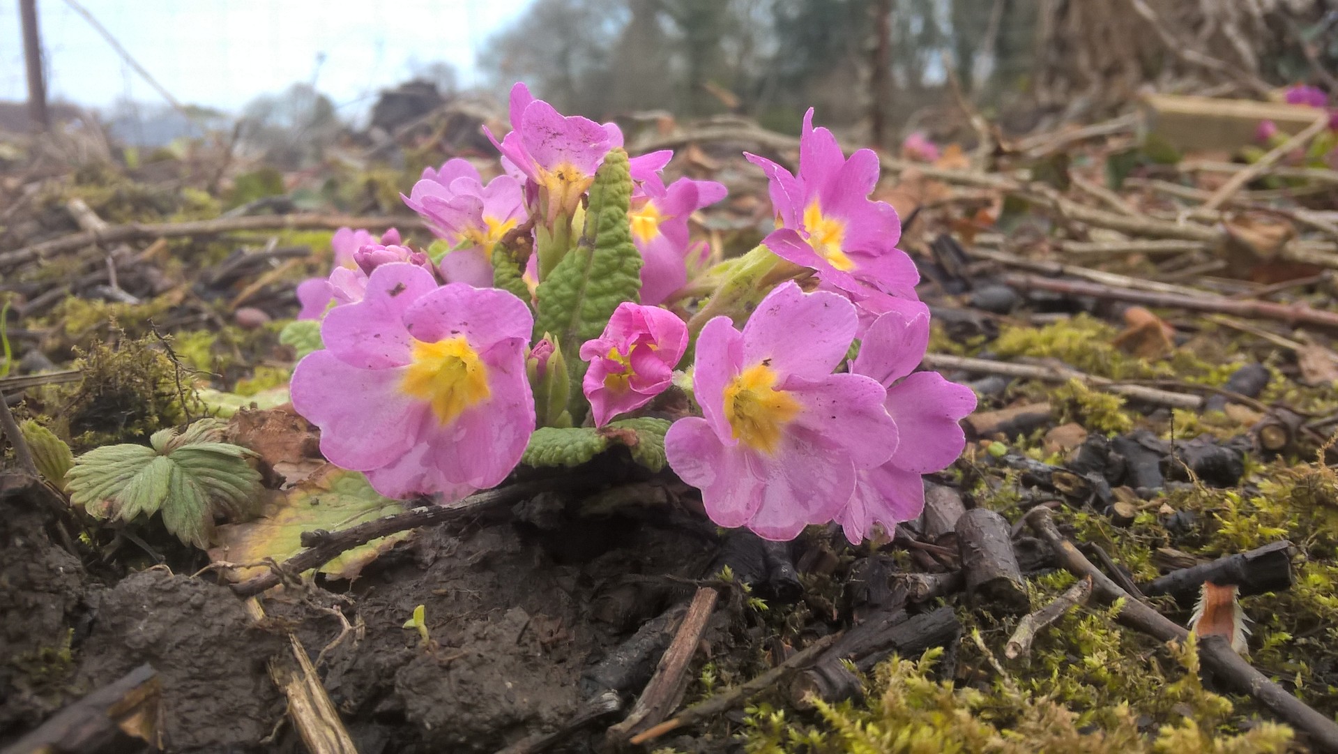 Primevères avril 18 b