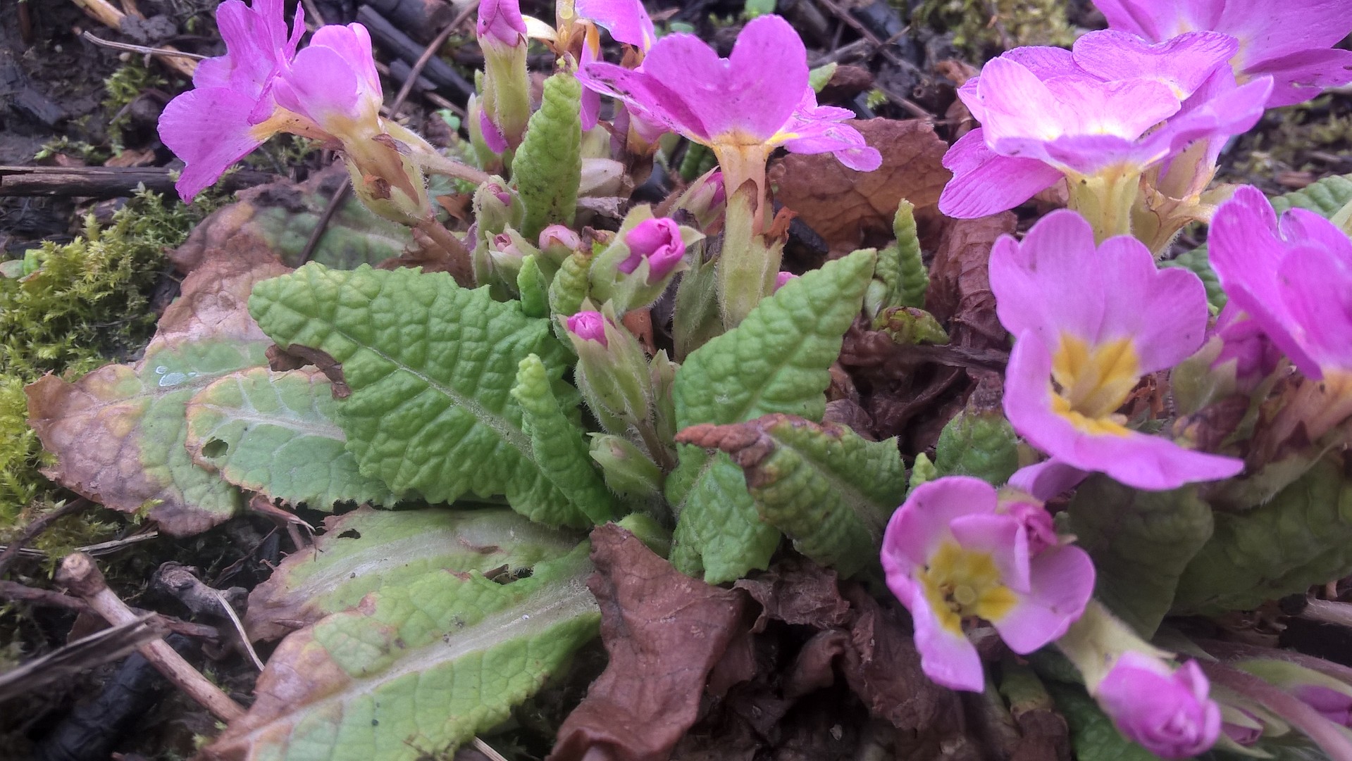 Primevères avril 18