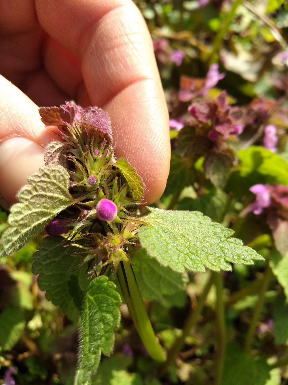 Lamier pourpre bouton floral