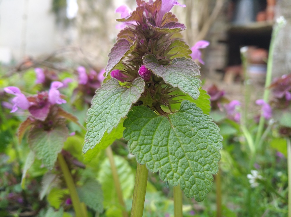 Lamier pourpre feuille