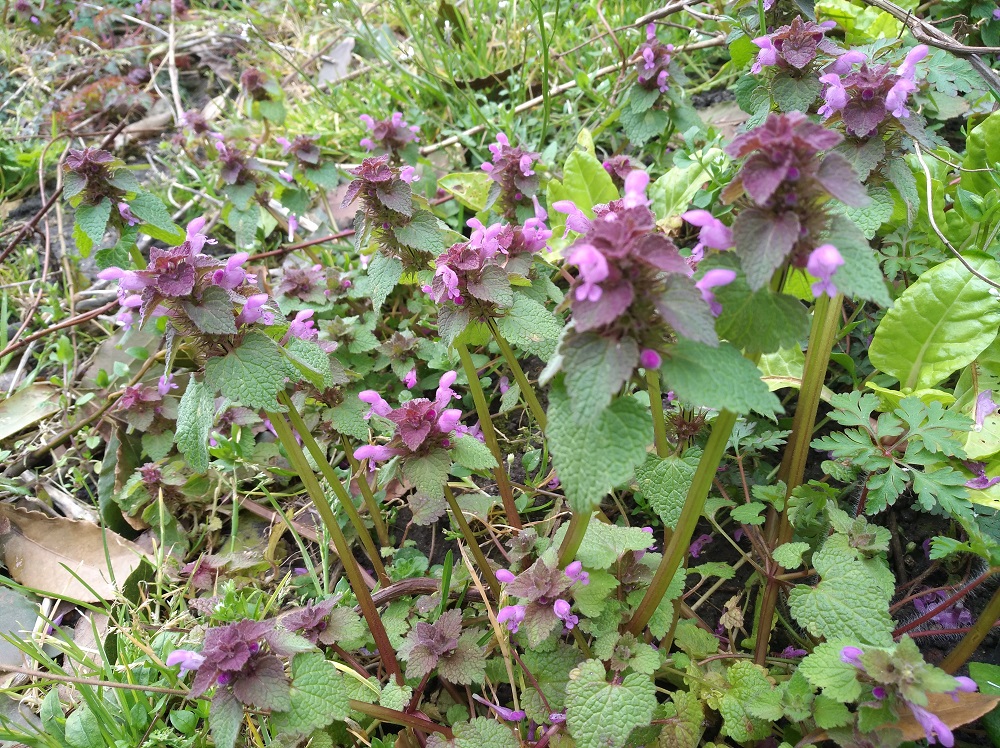 Vue globale lamier pourpre