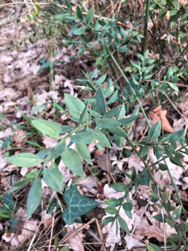Ruscus aculeatus - feuilles