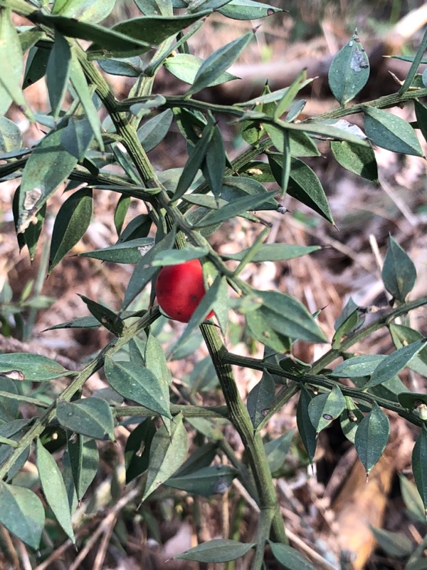 Ruscus aculeatus - fruit