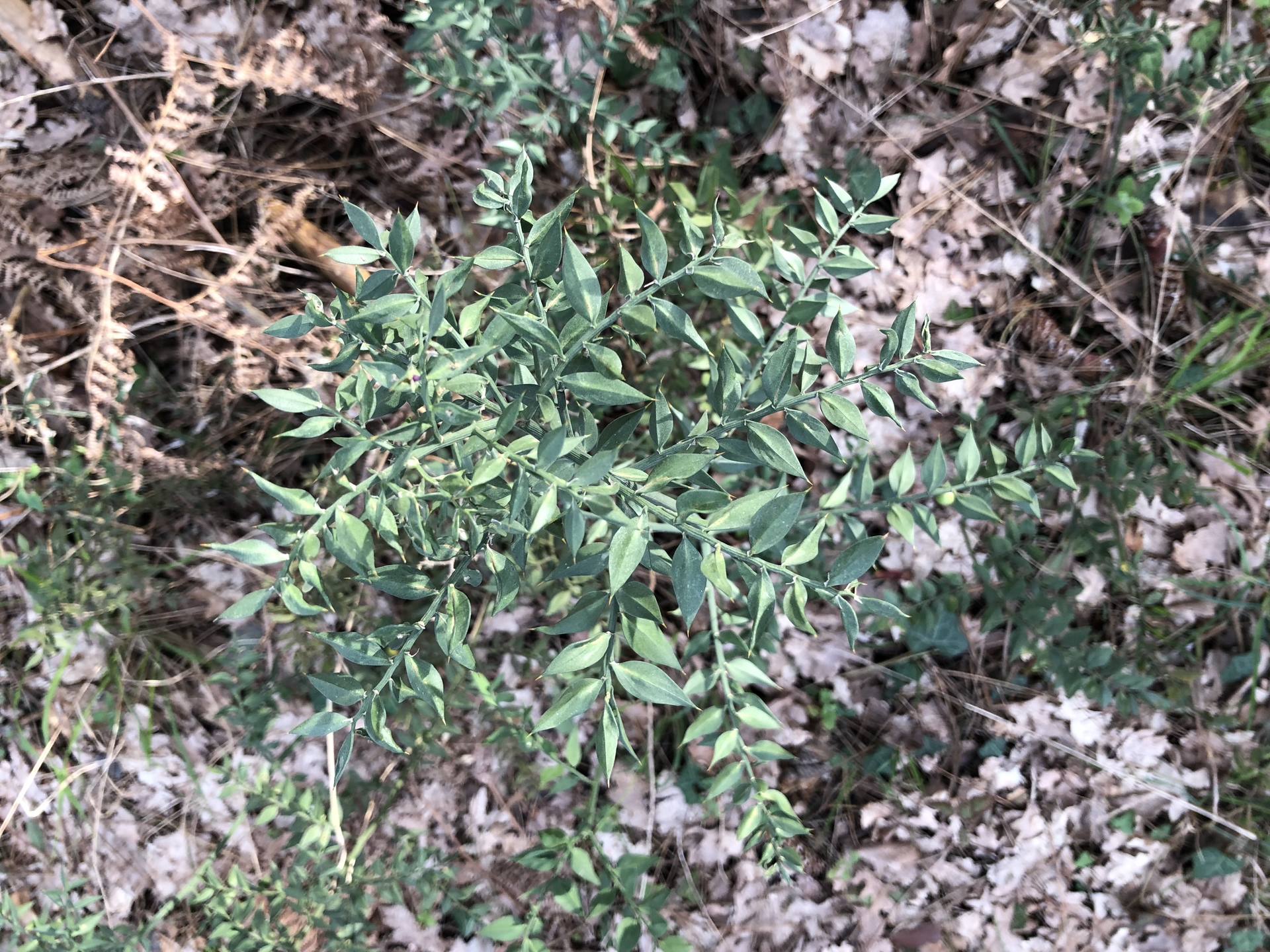 Ensemble Ruscus aculeatus