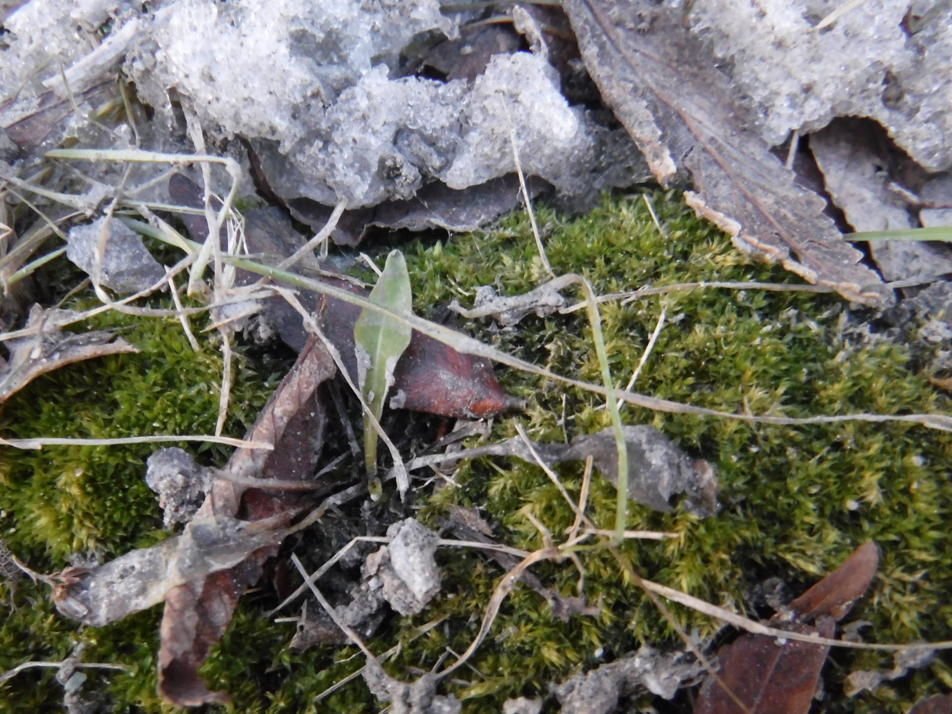 Paparazzi - sous le pont - Canada - Hiver 2018 - mousse - macro
