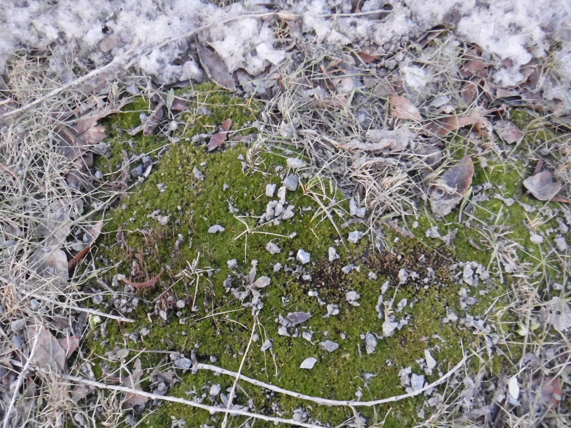 Paparazzi - sous le pont - Canada - hiver 2018 - mousse