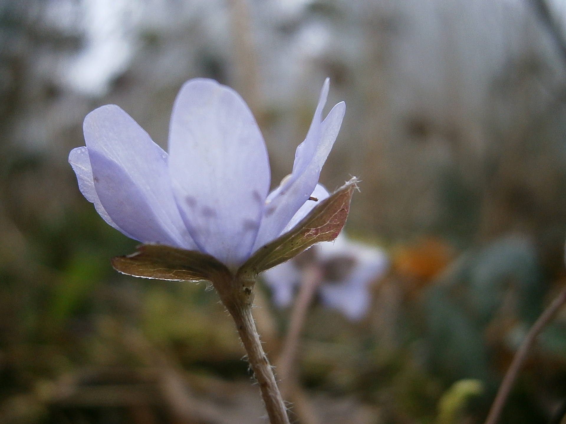 Anemone feuille recto