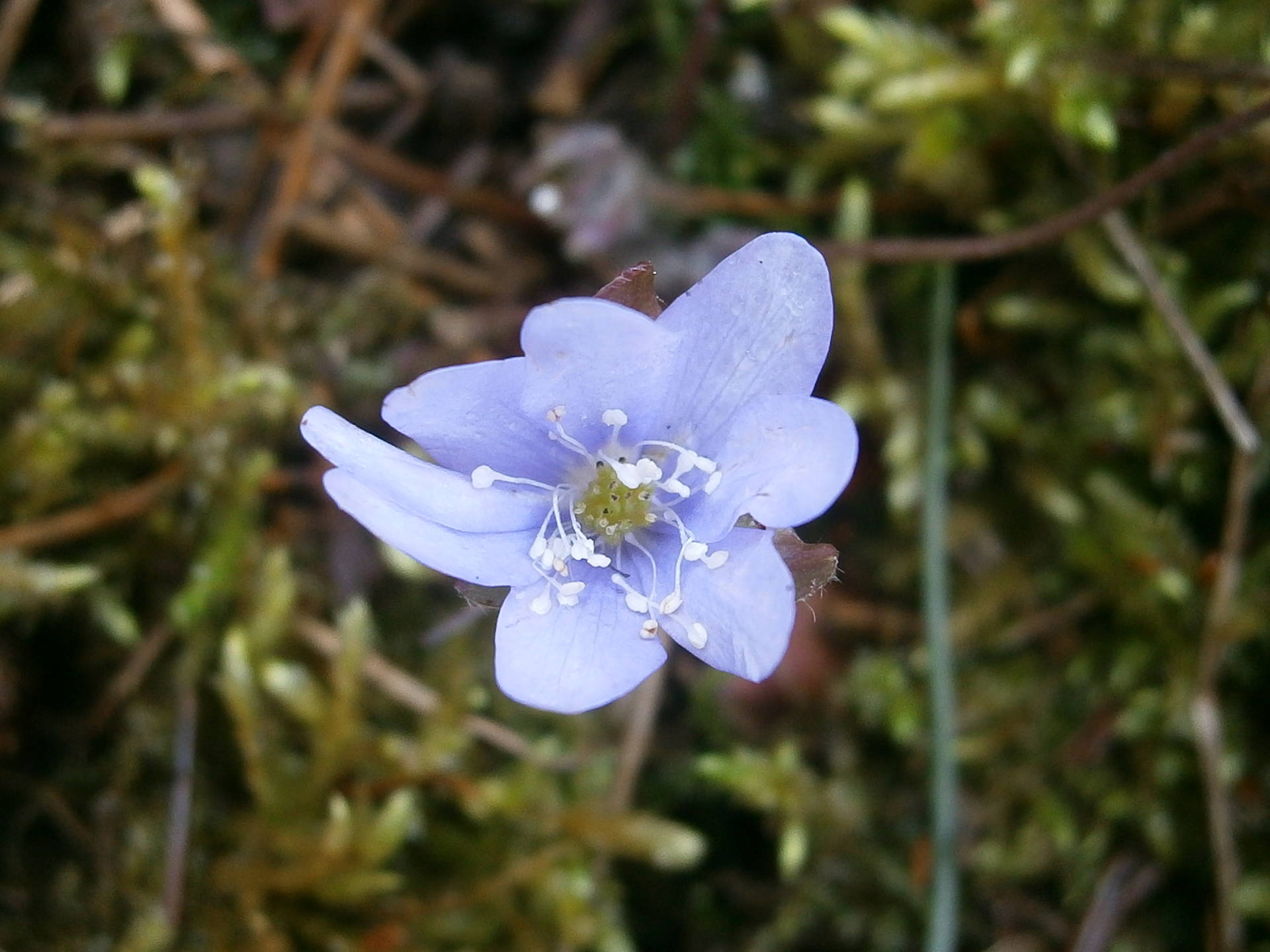 Anemone feuille recto