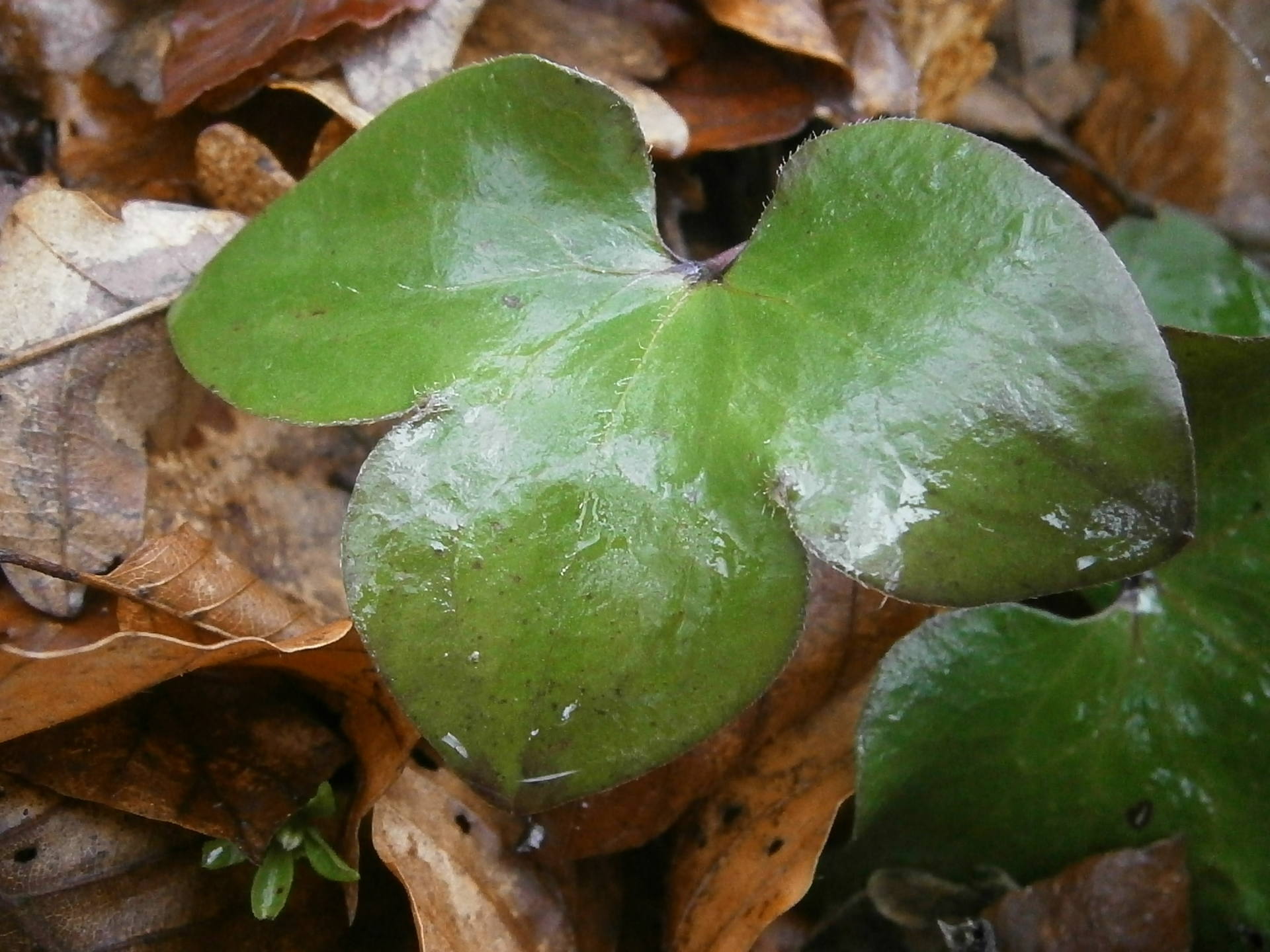 Anemone feuille recto