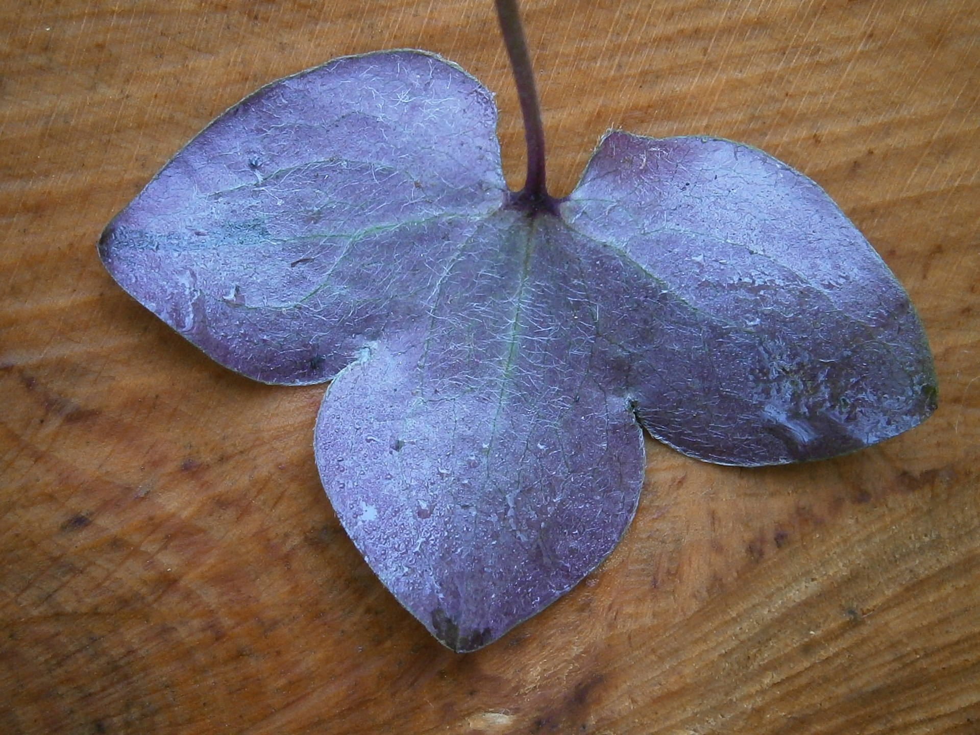 Anemone feuille verso