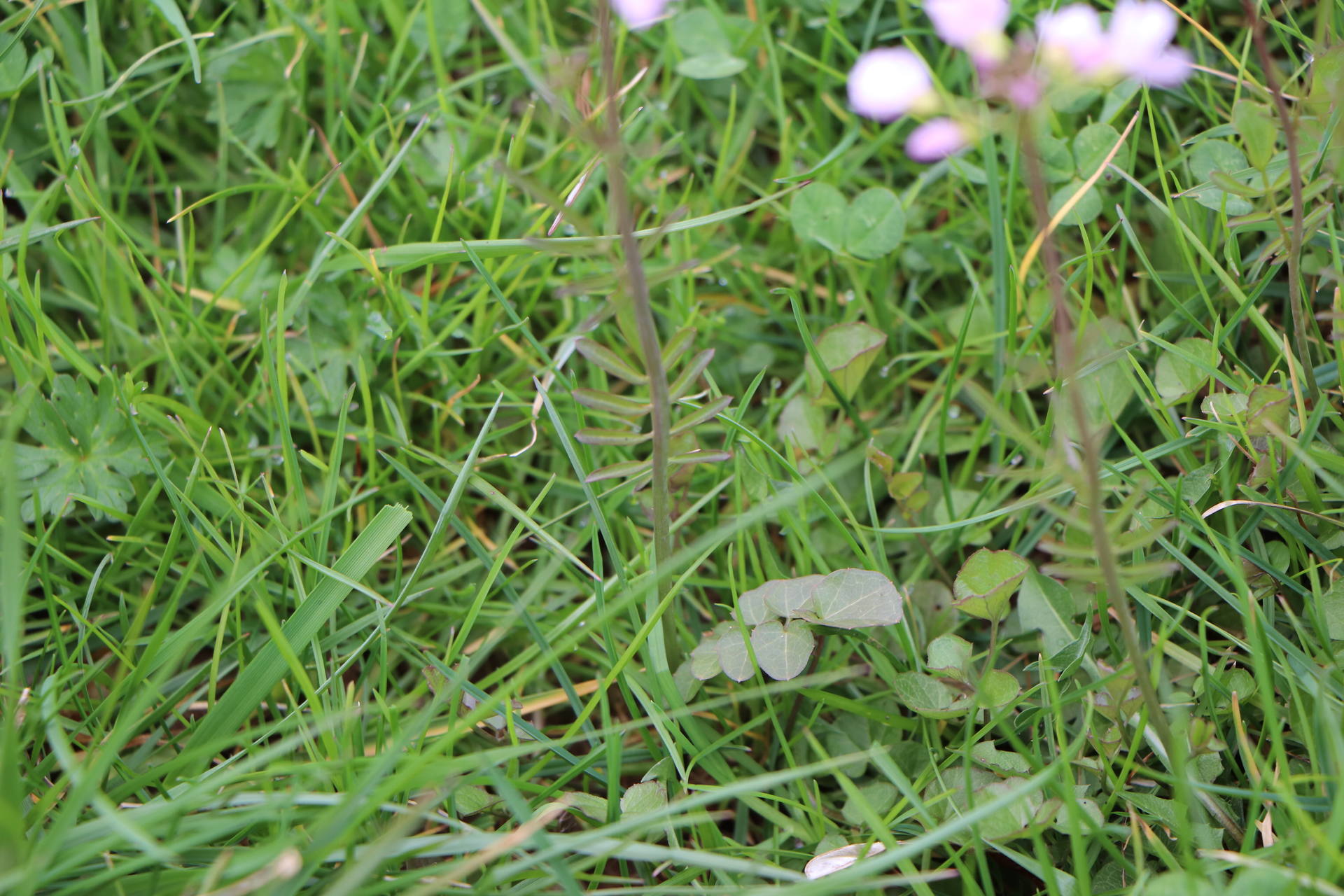 cardamine des prés (feuilles de la base et de la tige)