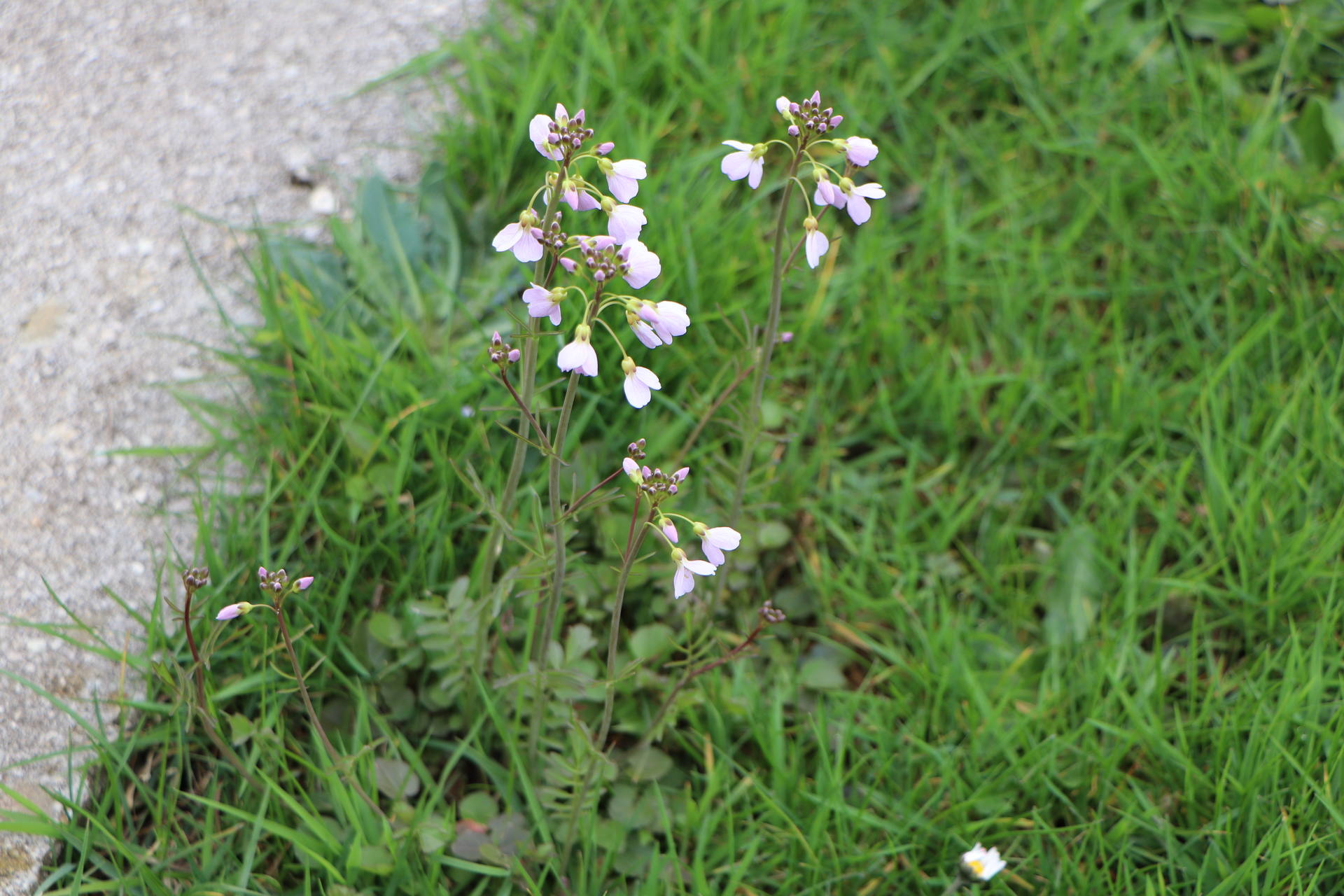 cardamine des prés (vue d'ensemble)
