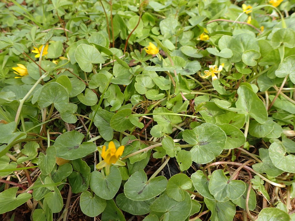 Ficaire feuilles + fleurs