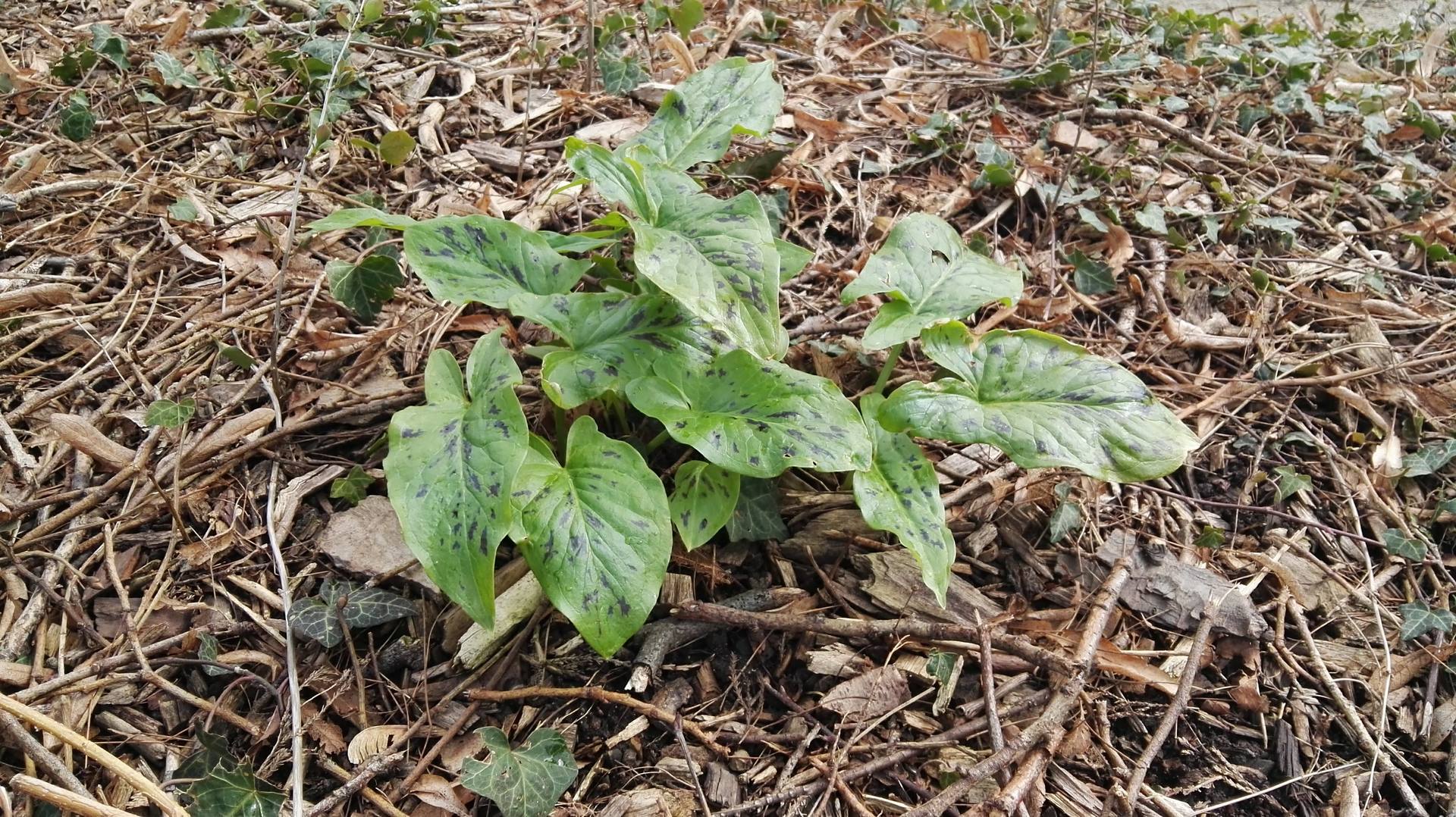 Arum tacheté (Arum maculatum L.)