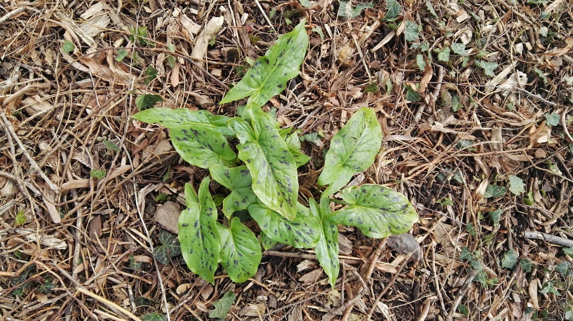 Arum tacheté (Arum maculatum L.)