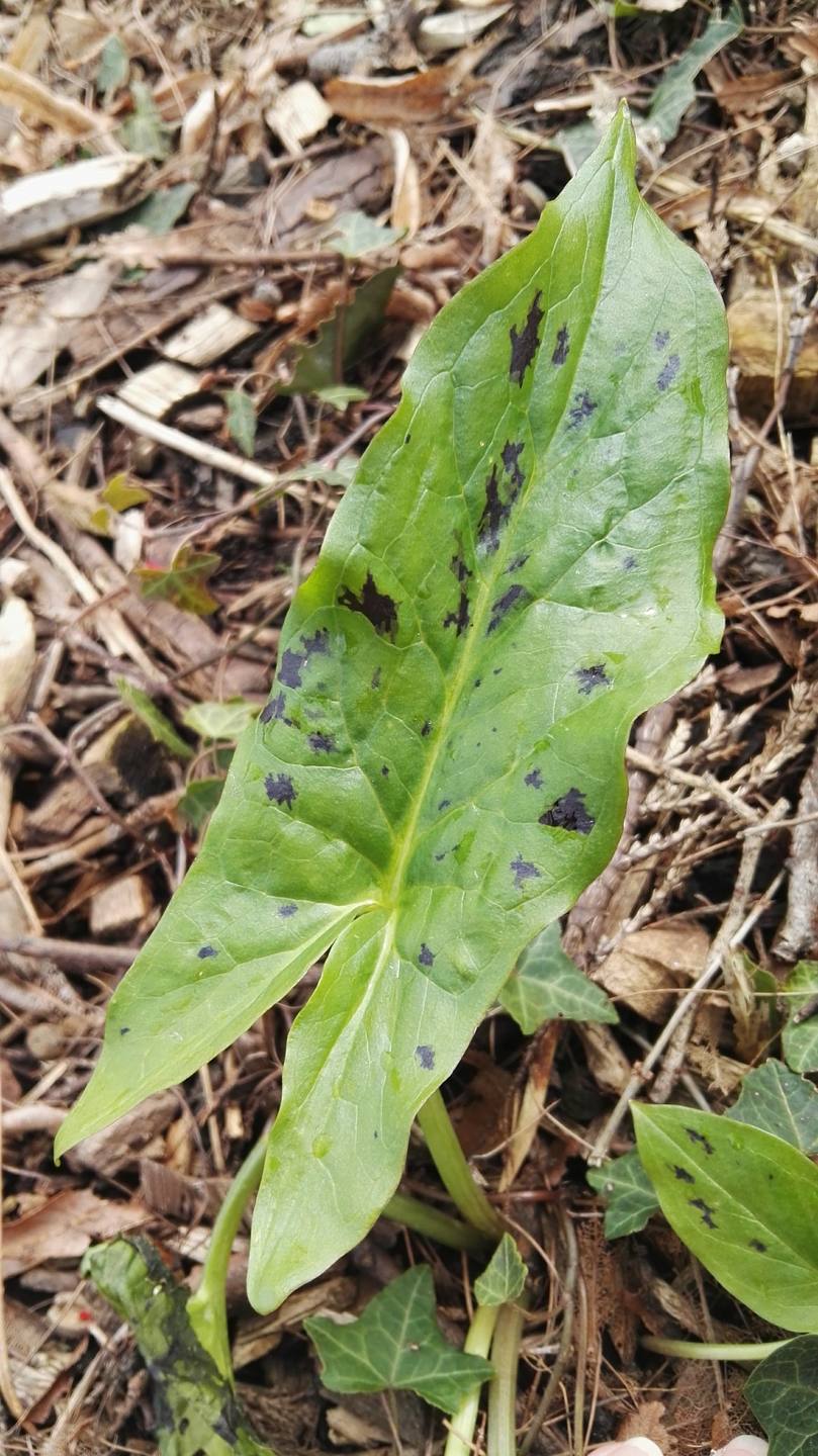 Arum tacheté (Arum maculatum L.)